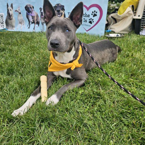 Ash, a Adoptable mixed breed in Hamden, CT image 2/5
