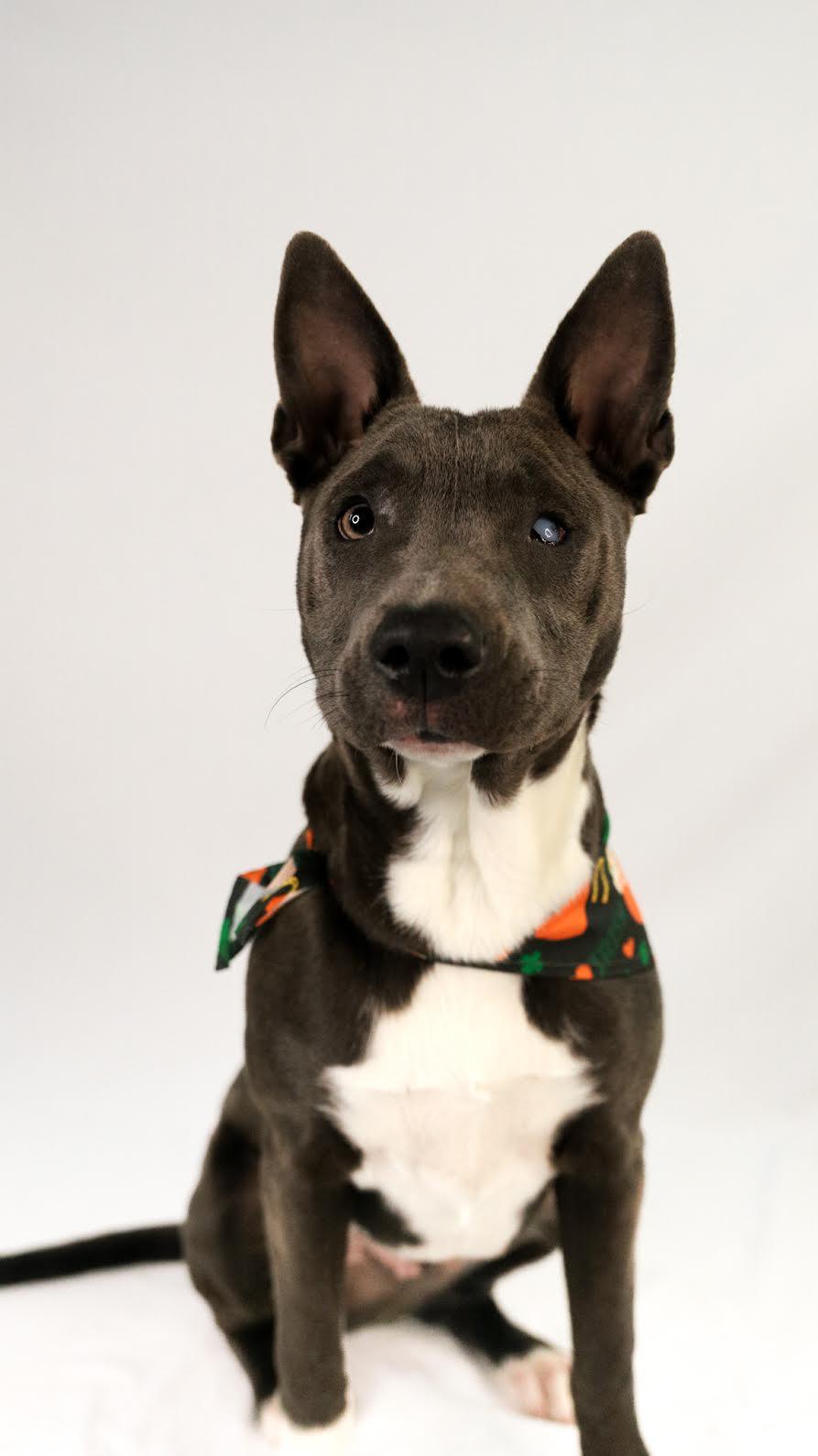 Ash, a Adoptable mixed breed in Hamden, CT image 3/5