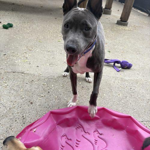Ash, a Adoptable mixed breed in Hamden, CT image 4/5