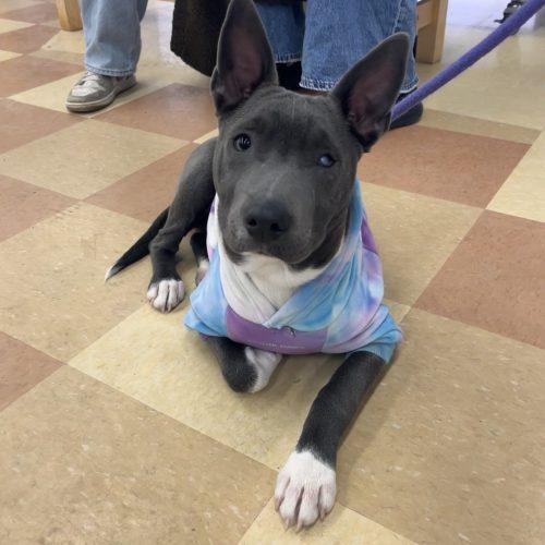 Ash, a Adoptable mixed breed in Hamden, CT image 5/5