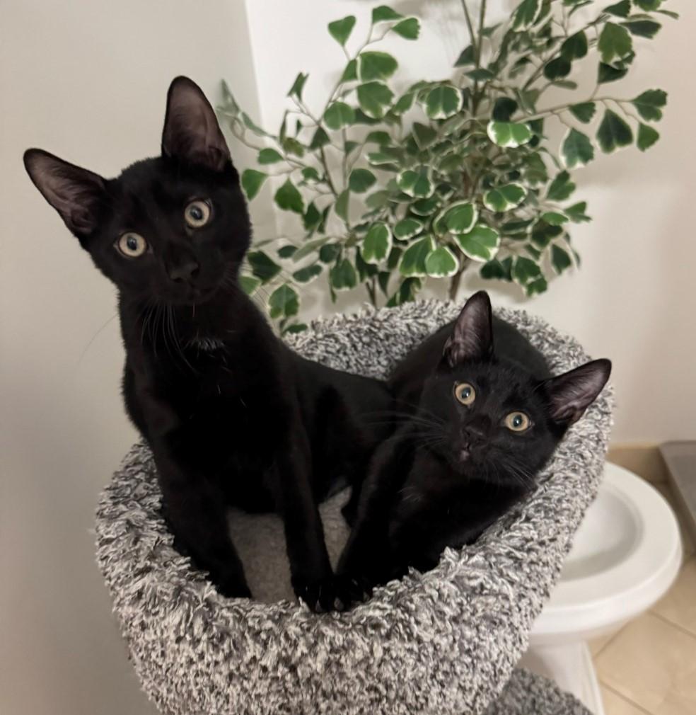 Enlarge Sheldon & Leonard BONDED, a Adopted Domestic Short Hair in Staten Island, NY image 1/4