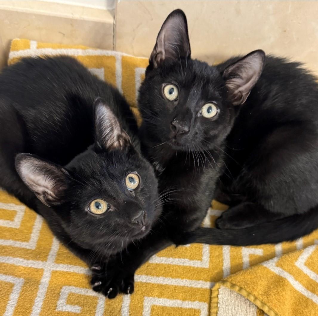 Enlarge Sheldon & Leonard BONDED, a Adopted Domestic Short Hair in Staten Island, NY image 4/4