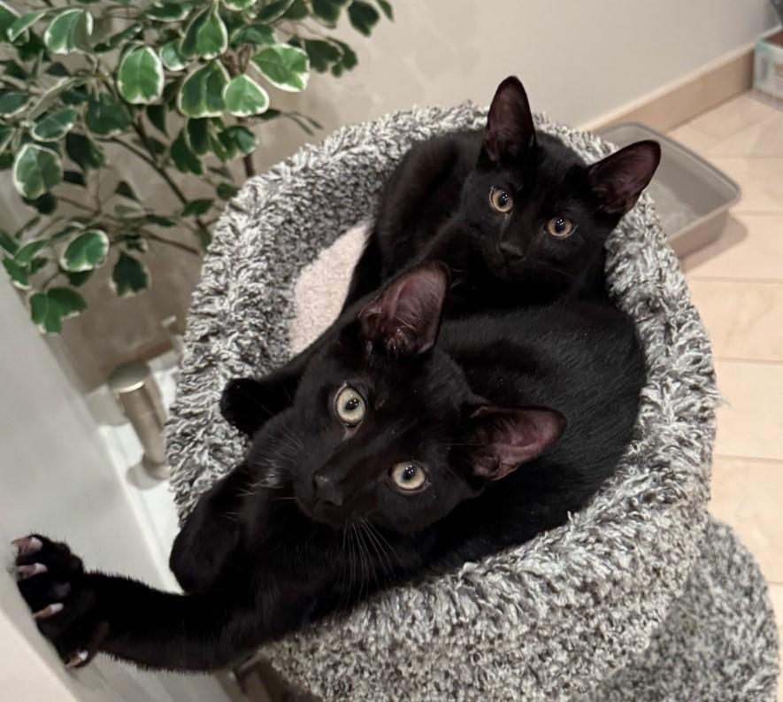Enlarge Sheldon & Leonard BONDED, a Adopted Domestic Short Hair in Staten Island, NY image 3/4