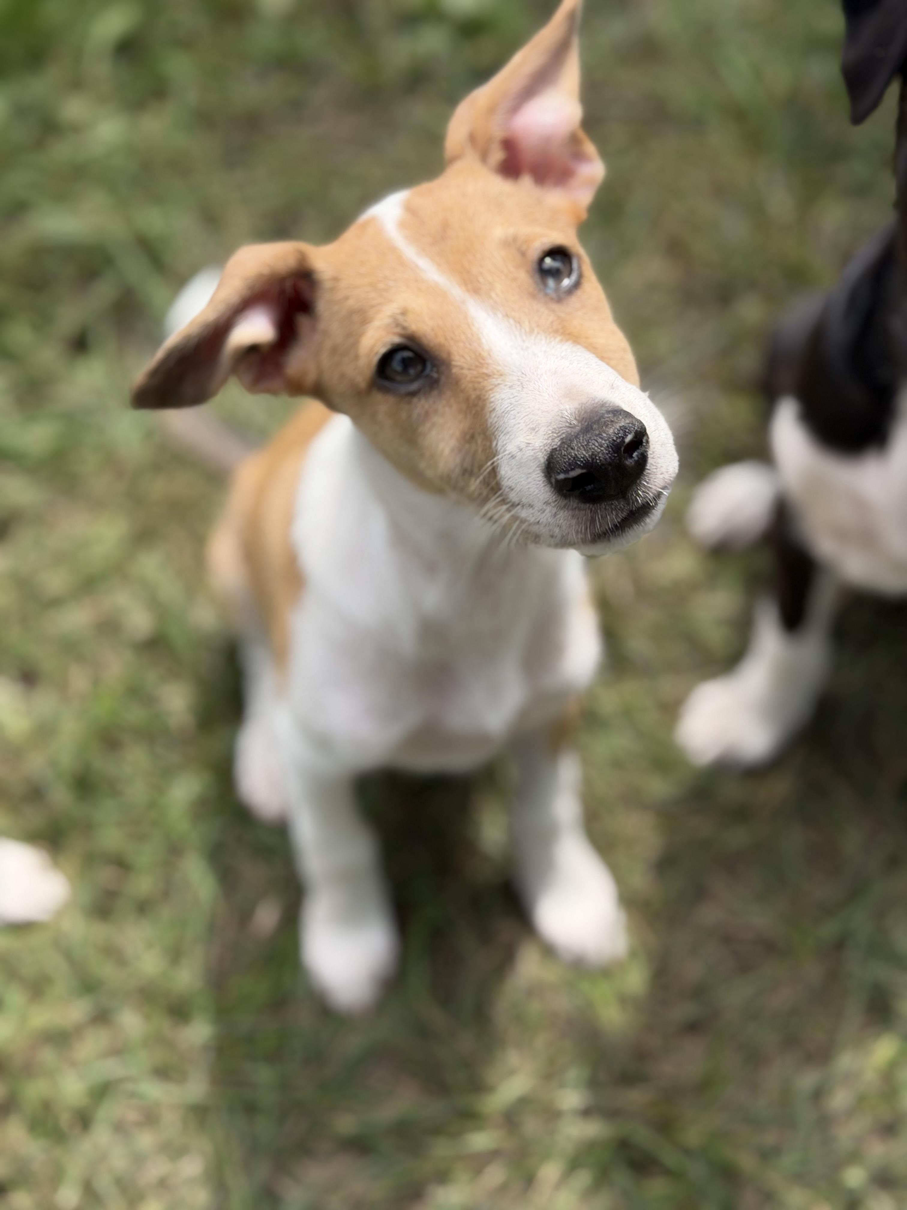 Enlarge Kekoa, a Adoptable mixed breed in Smyrna, TN image 1/4