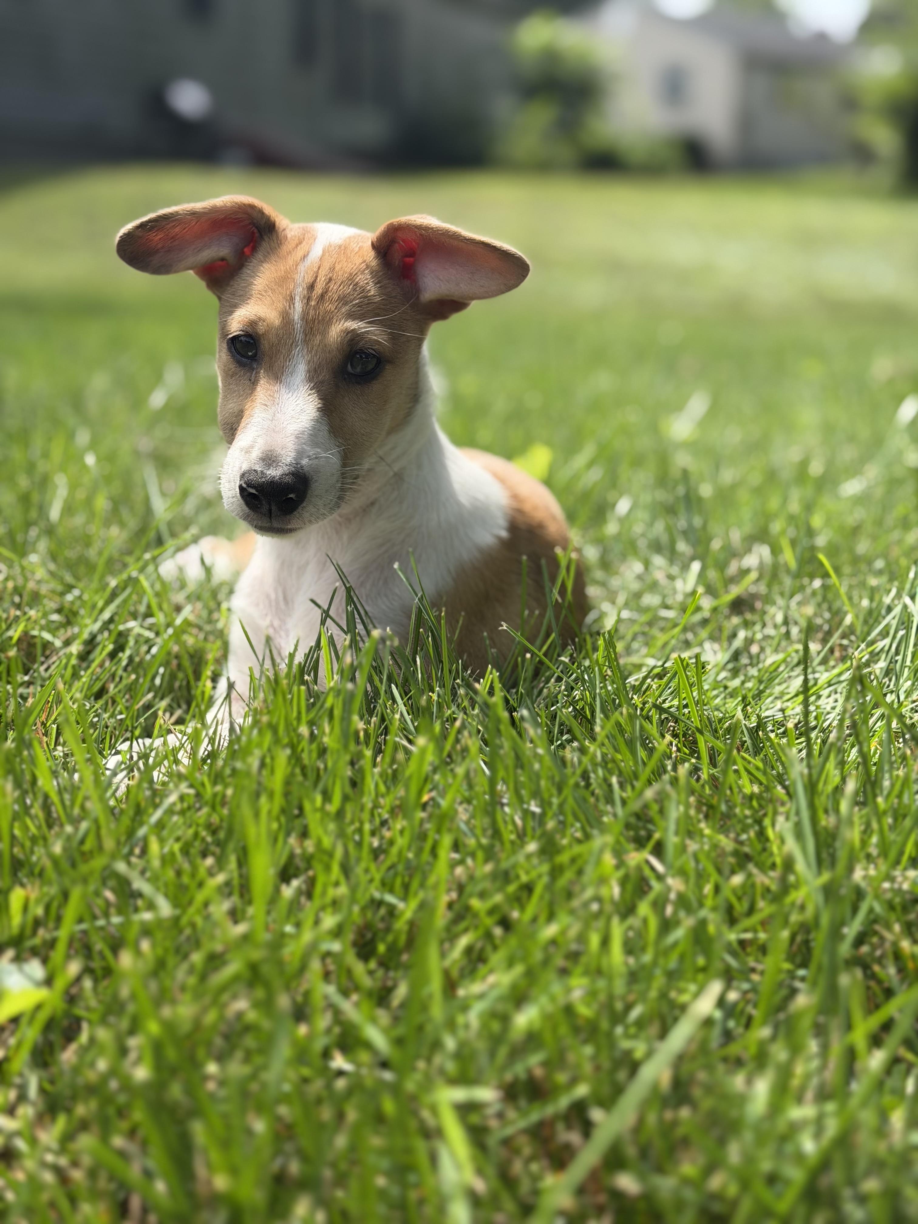 Enlarge Kekoa, a Adoptable mixed breed in Smyrna, TN image 2/4