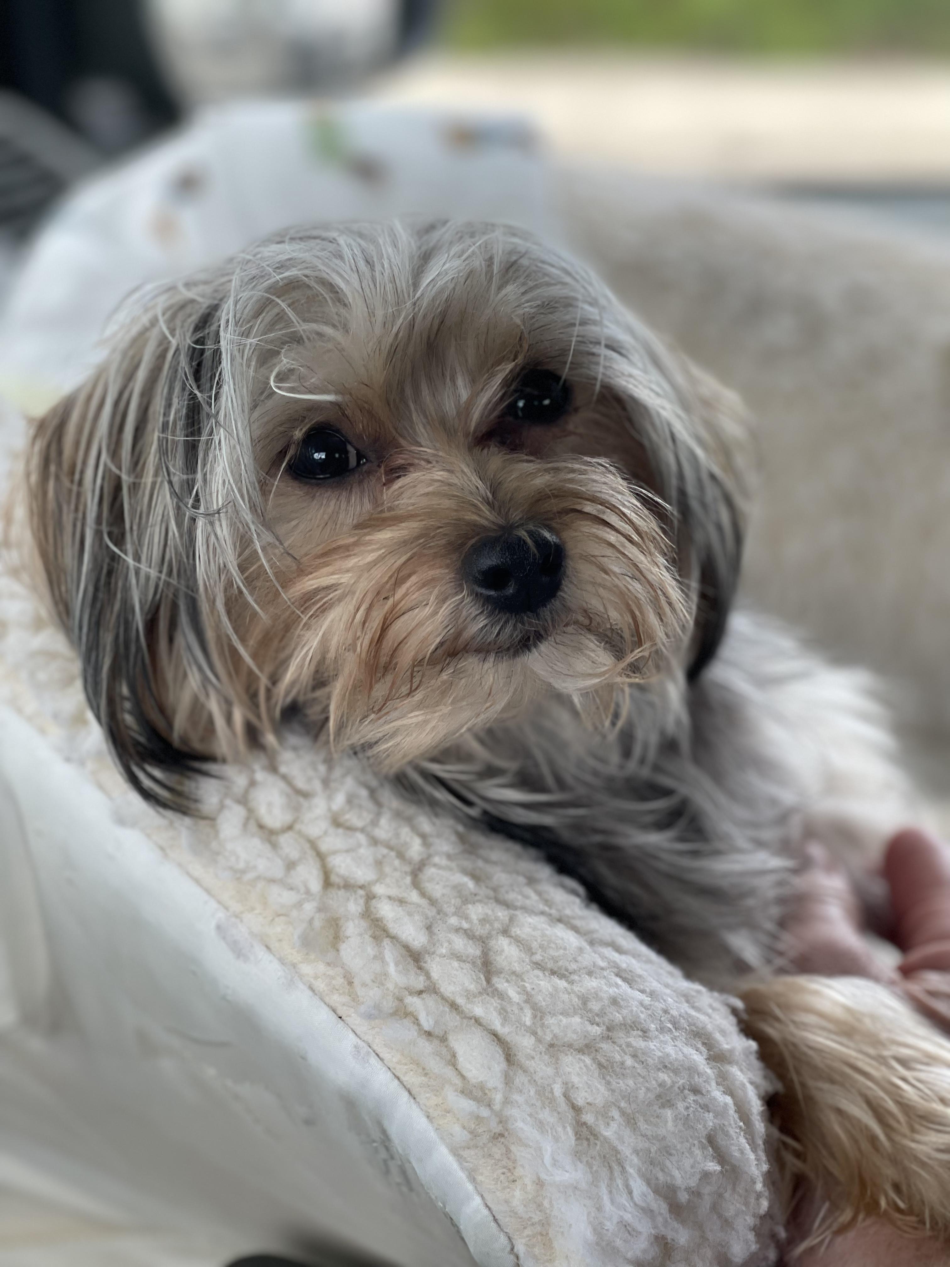 Enlarge Jubilee, a ADOPTABLE Yorkshire Terrier in Orlando, FL image 4/5