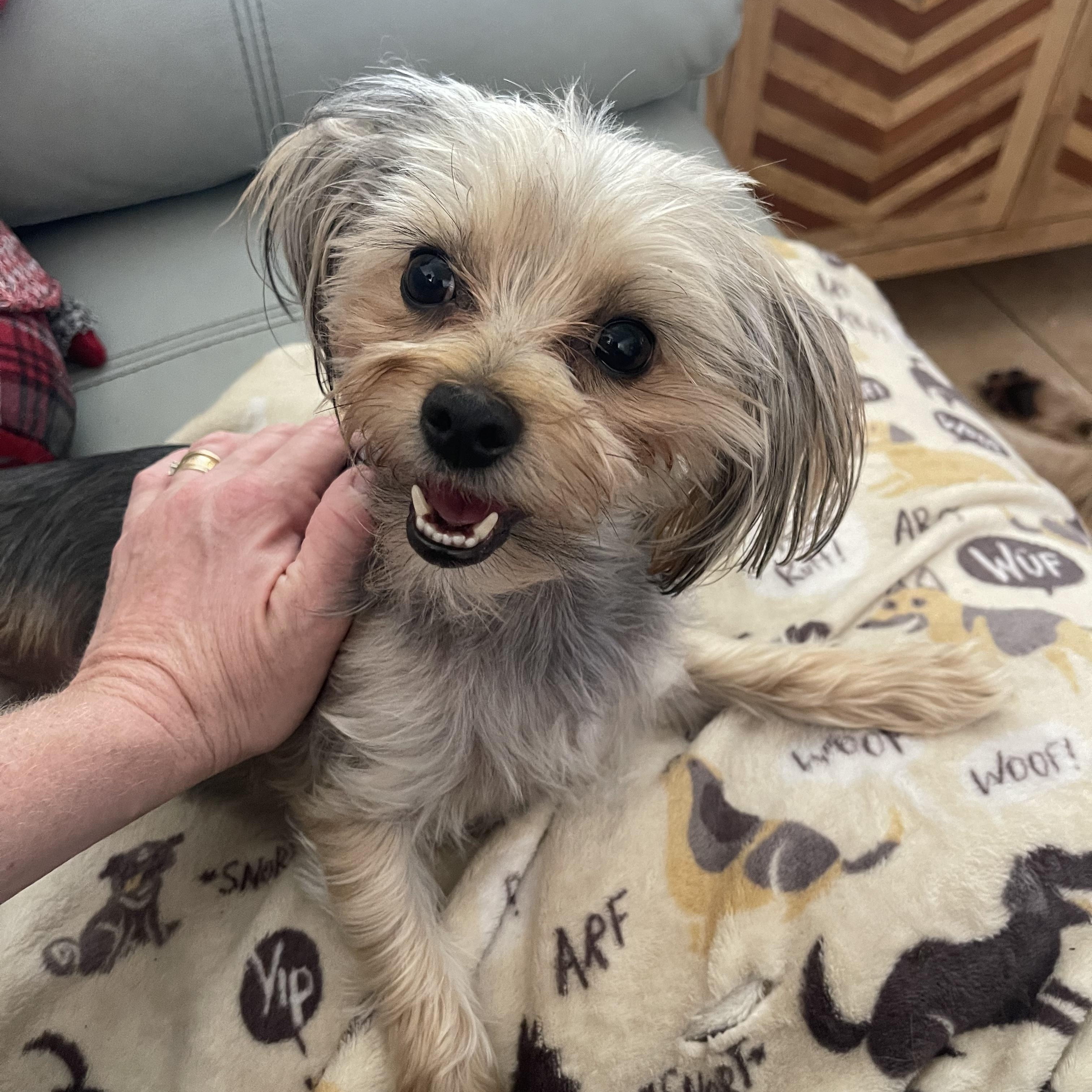 Enlarge Jubilee, a ADOPTABLE Yorkshire Terrier in Orlando, FL image 2/5
