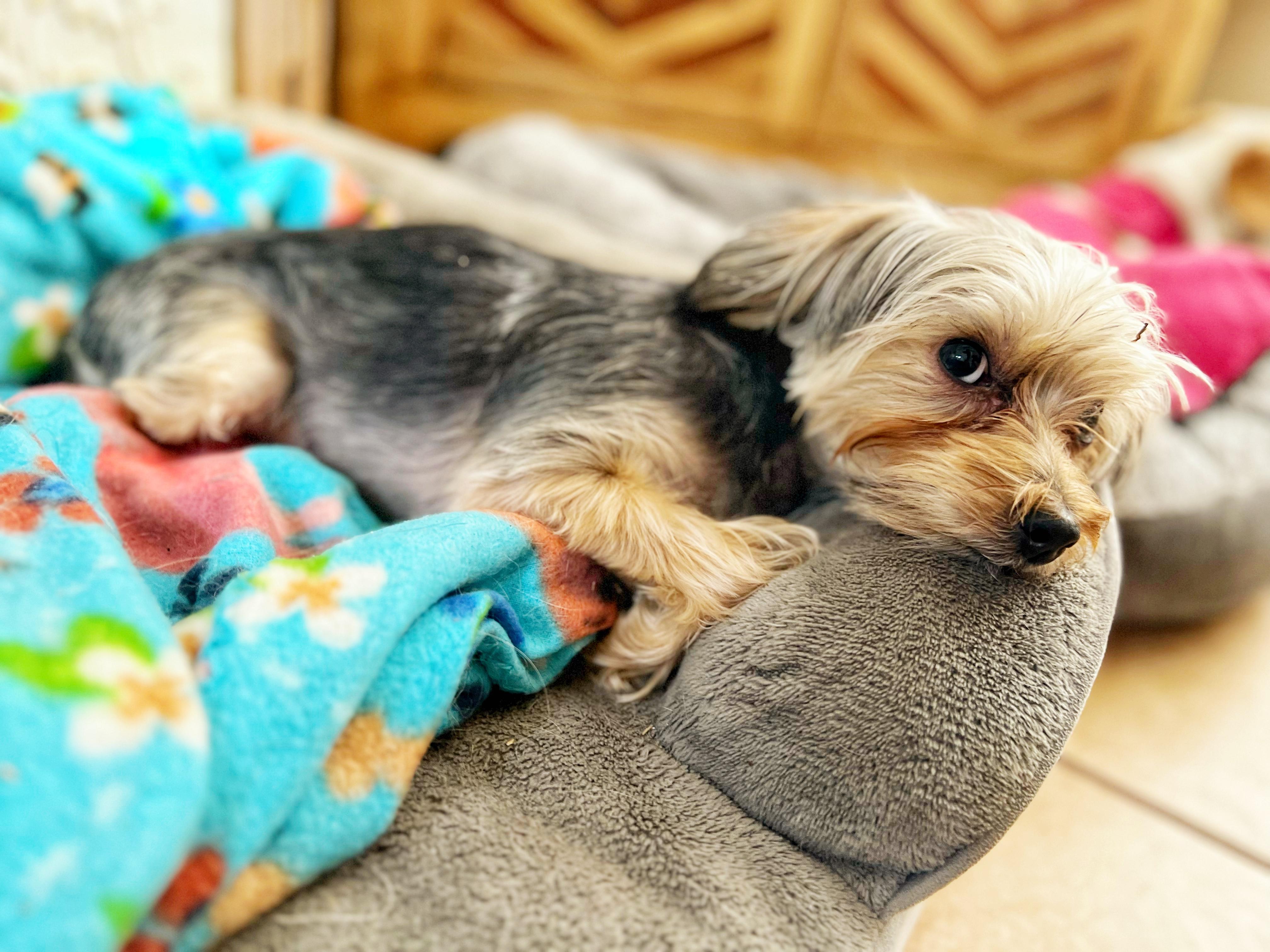 Enlarge Jubilee, a ADOPTABLE Yorkshire Terrier in Orlando, FL image 3/5