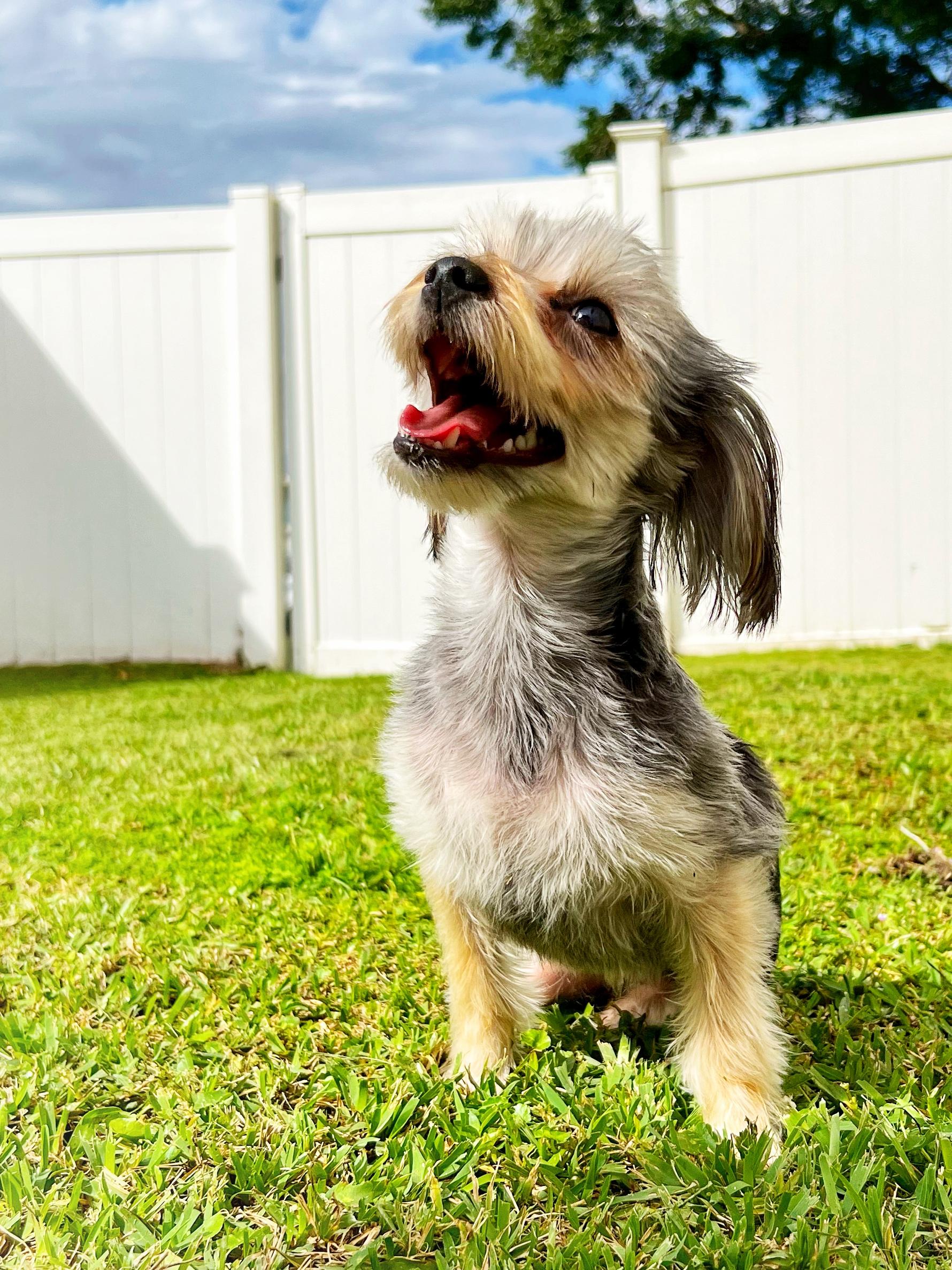 Jubilee, ADOPTABLE, Young Female Yorkshire Terrier.