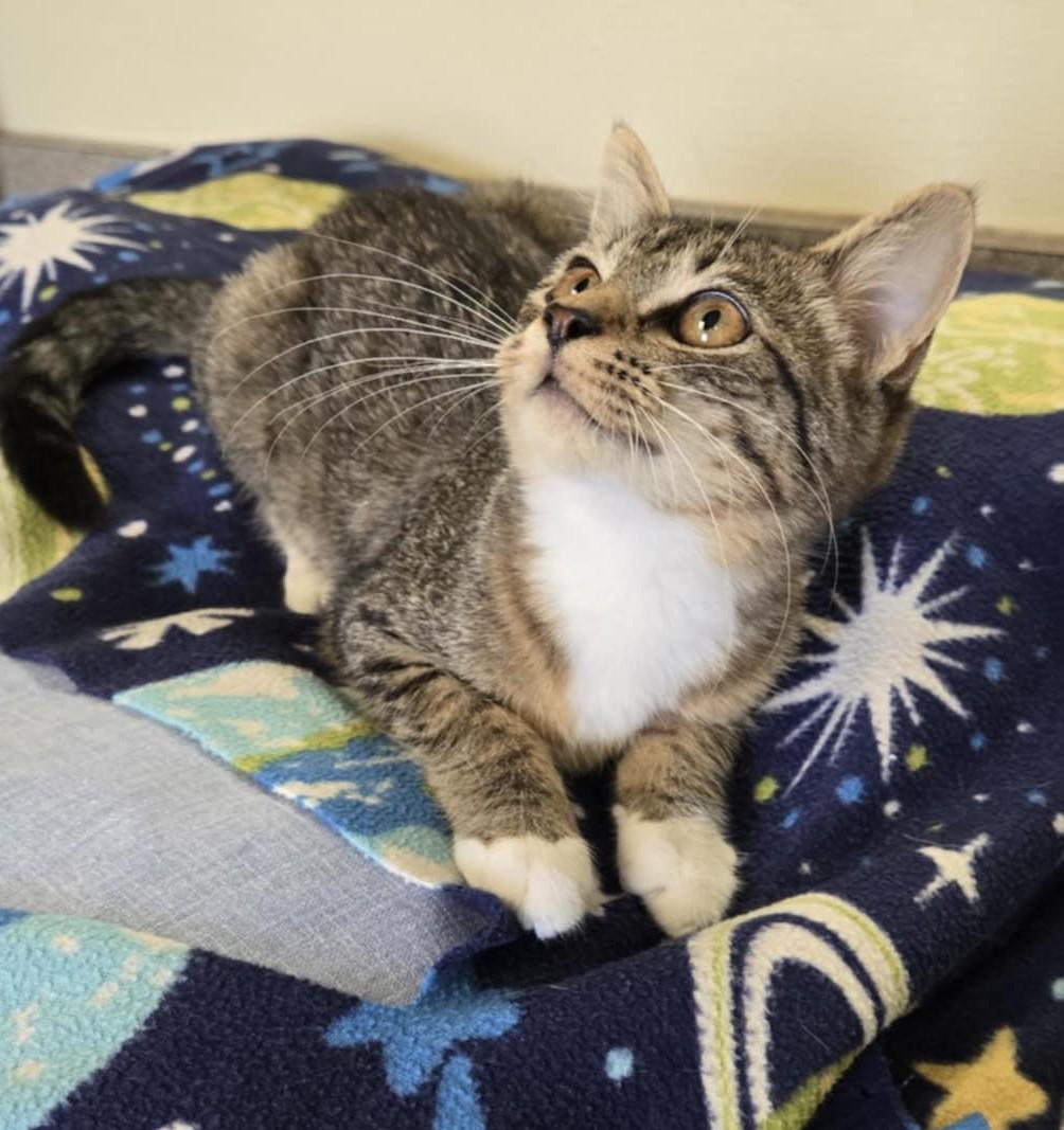 Macy, an adoptable Domestic Short Hair in Larned, KS, 67550 | Photo Image 1