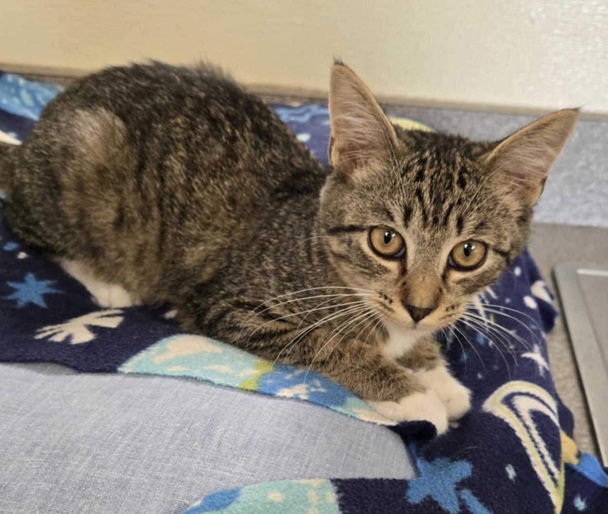 Macy, an adoptable Domestic Short Hair in Larned, KS, 67550 | Photo Image 2