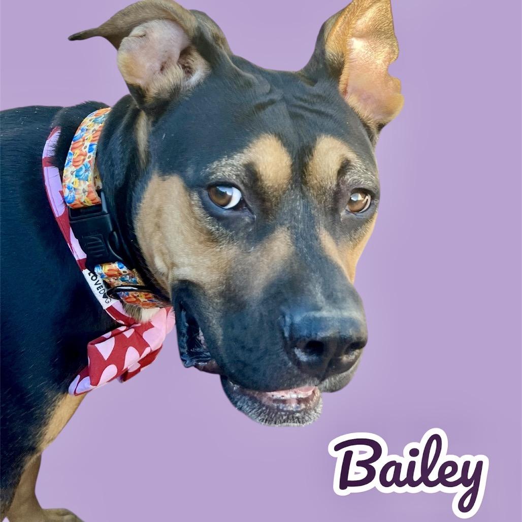 Bailey, a Adoptable mixed breed in Scottsdale, AZ image 2/2