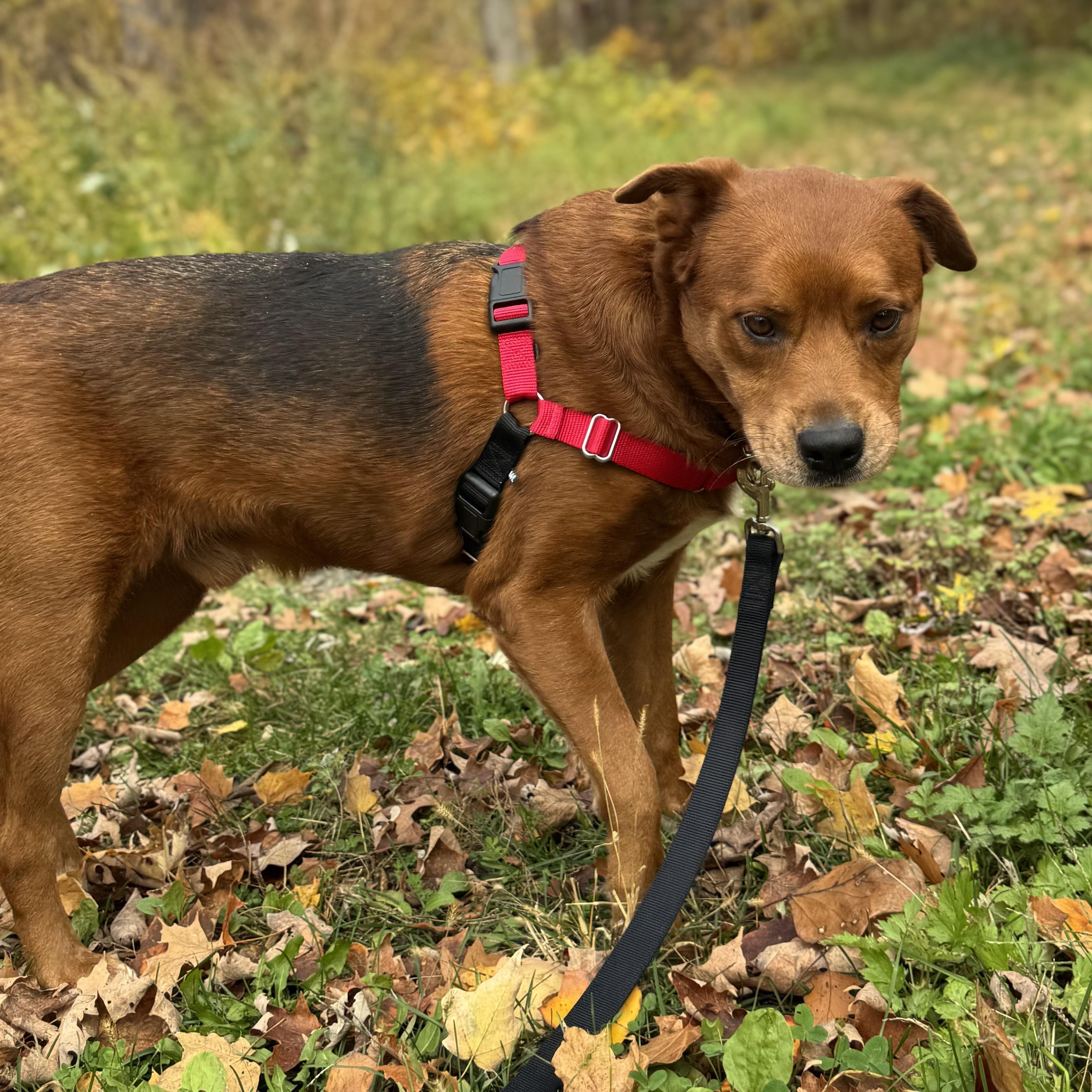 Enlarge Kodiak, an adopted Mixed Breed in Beacon, NY image 6/6