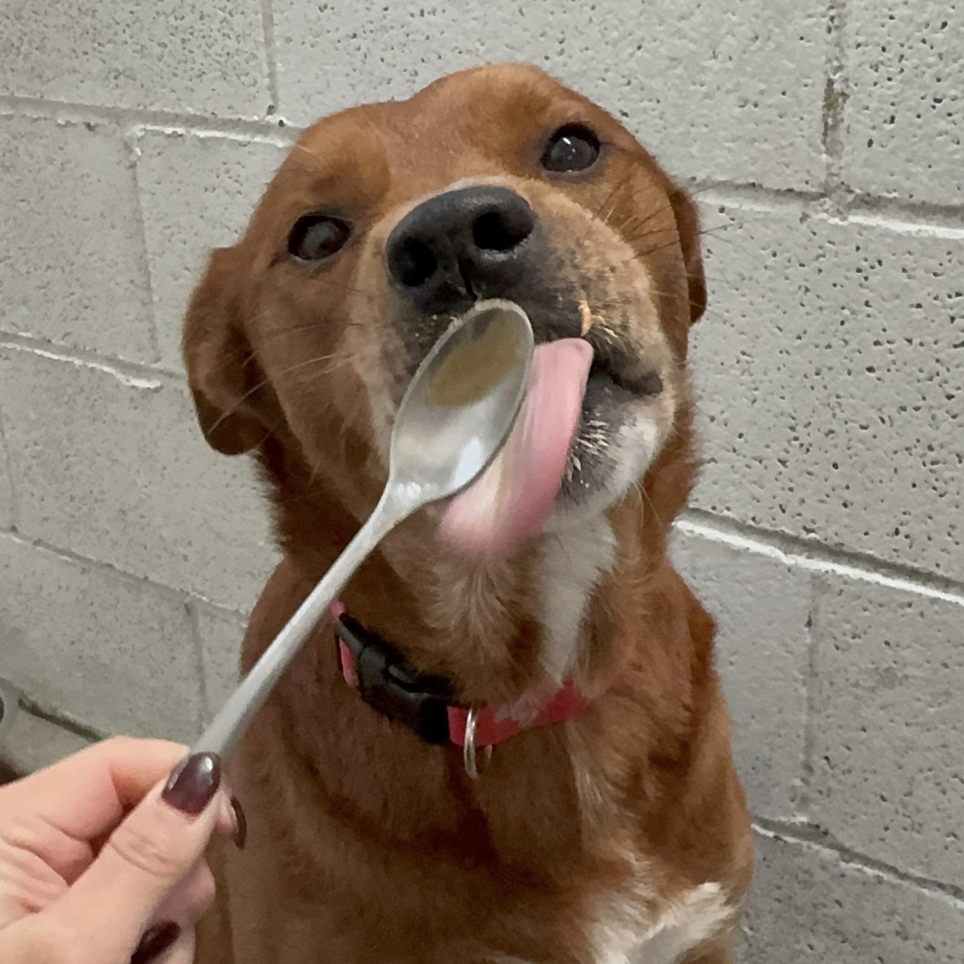 Enlarge Kodiak, an adopted Mixed Breed in Beacon, NY image 4/6