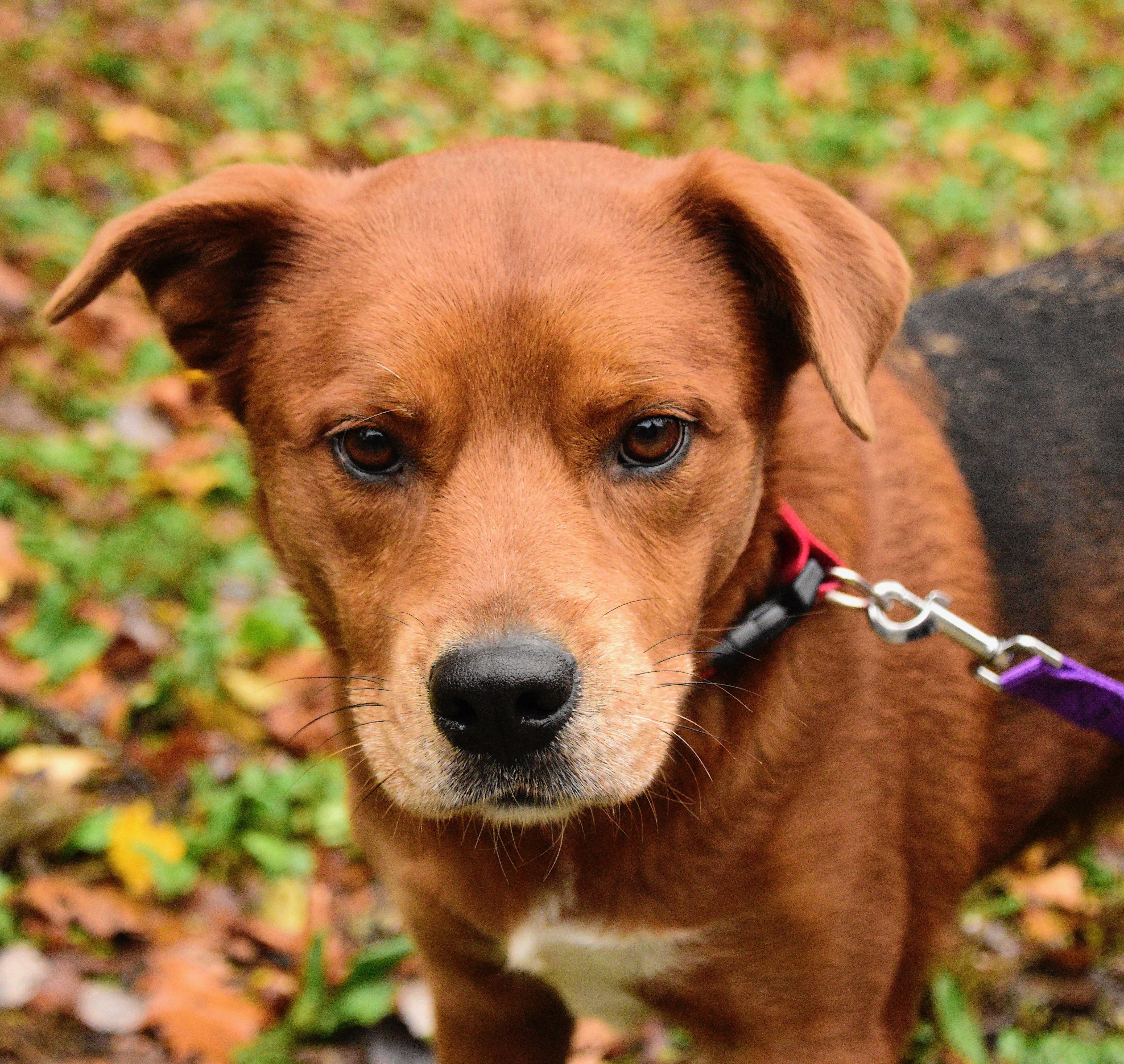 Kodiak, adopted, Adult Male Mixed Breed.
