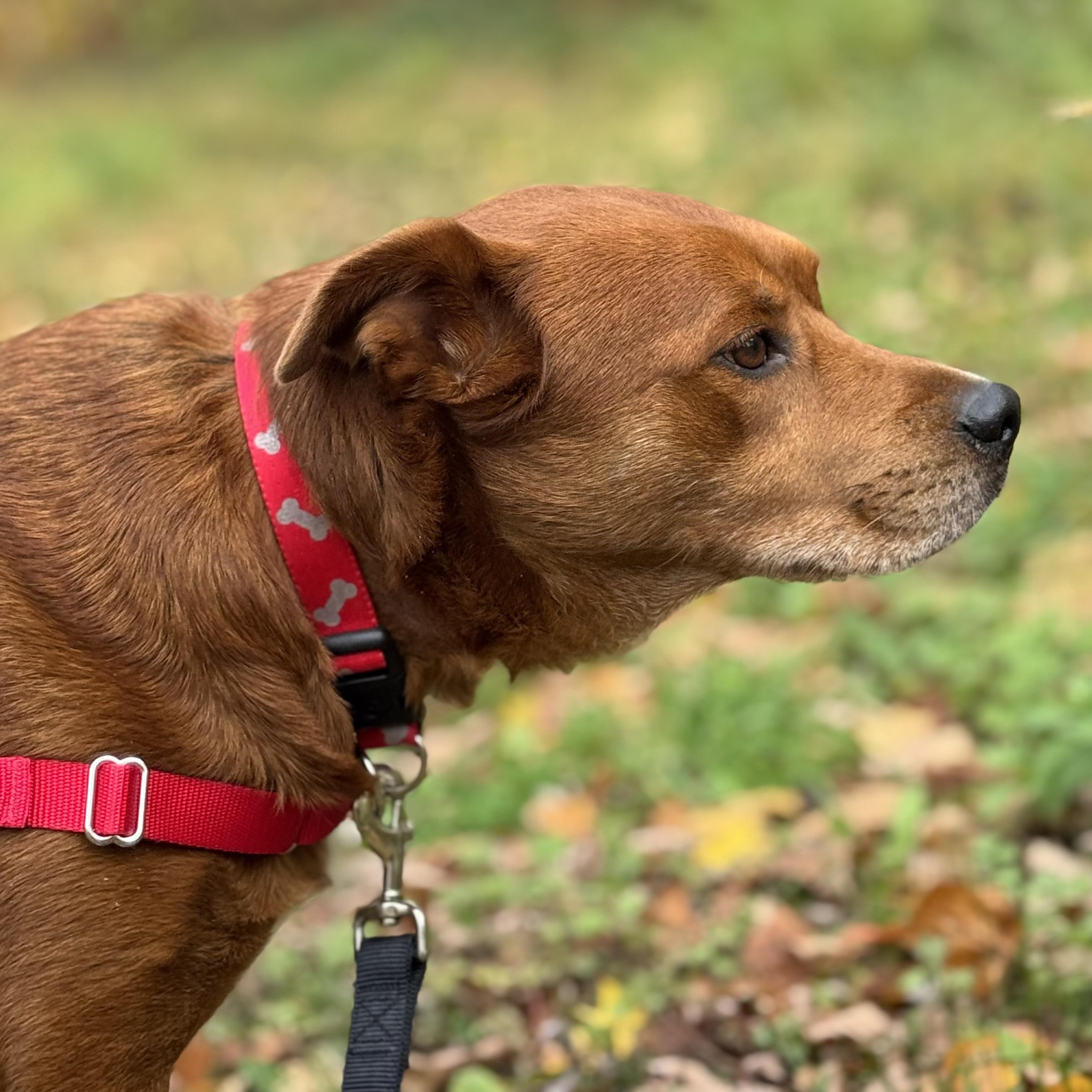 Enlarge Kodiak, an adopted Mixed Breed in Beacon, NY image 2/6