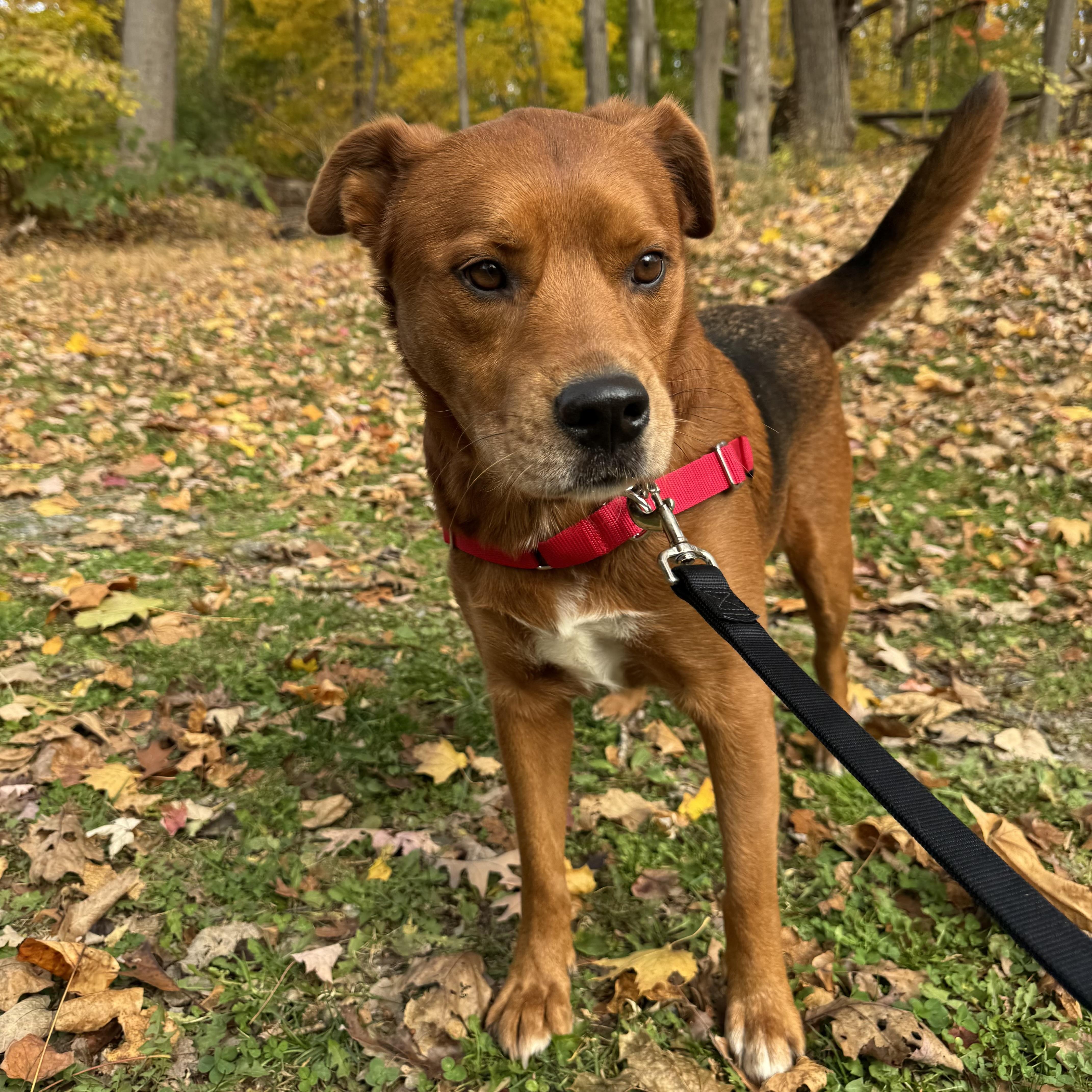 Enlarge Kodiak, an adopted Mixed Breed in Beacon, NY image 3/6