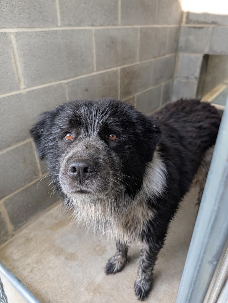 Enlarge Romeo, a Adoptable mixed breed in Shelbyville, TN image 1/1