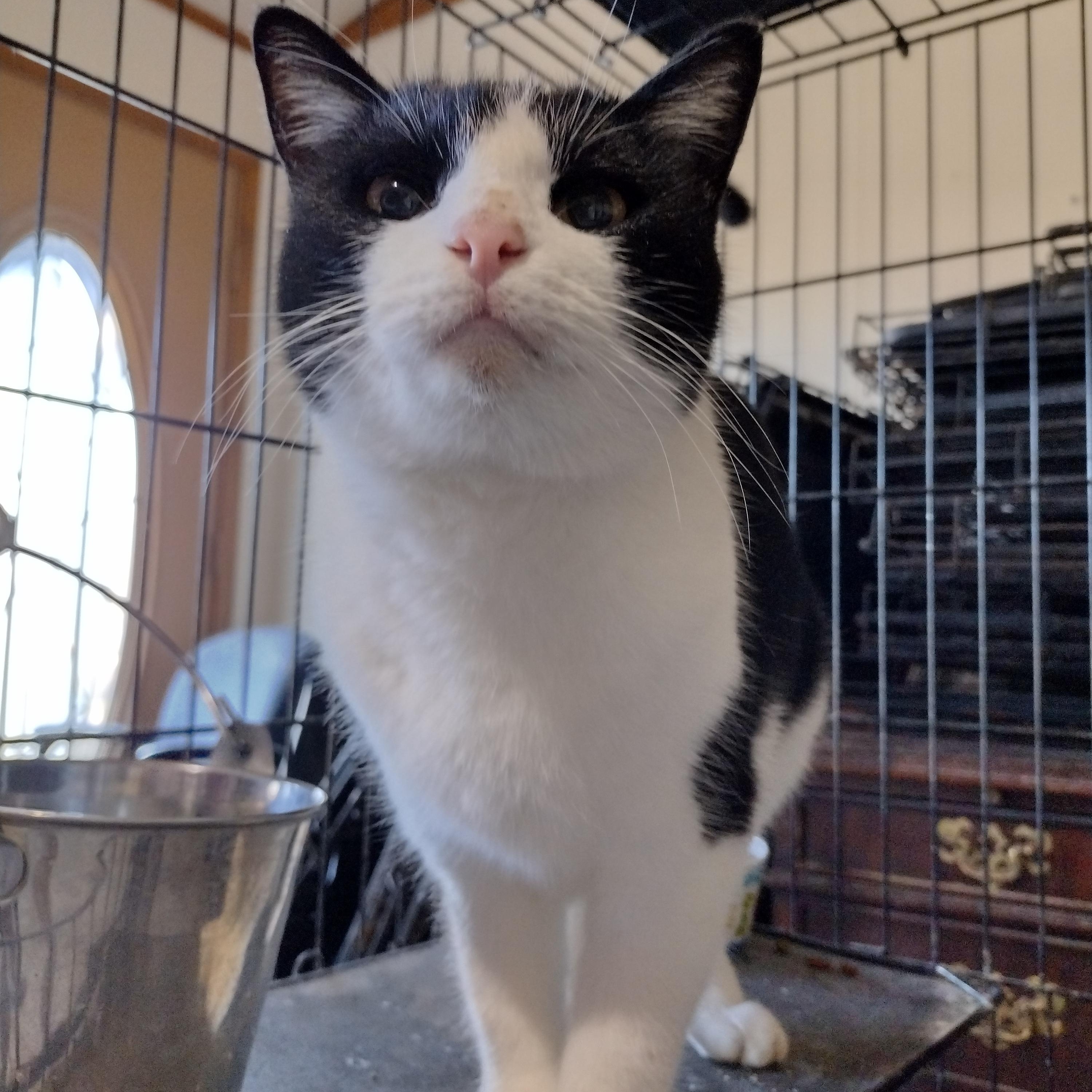 Enlarge Carista, an adopted Domestic Short Hair in Mineola, TX image 1/2