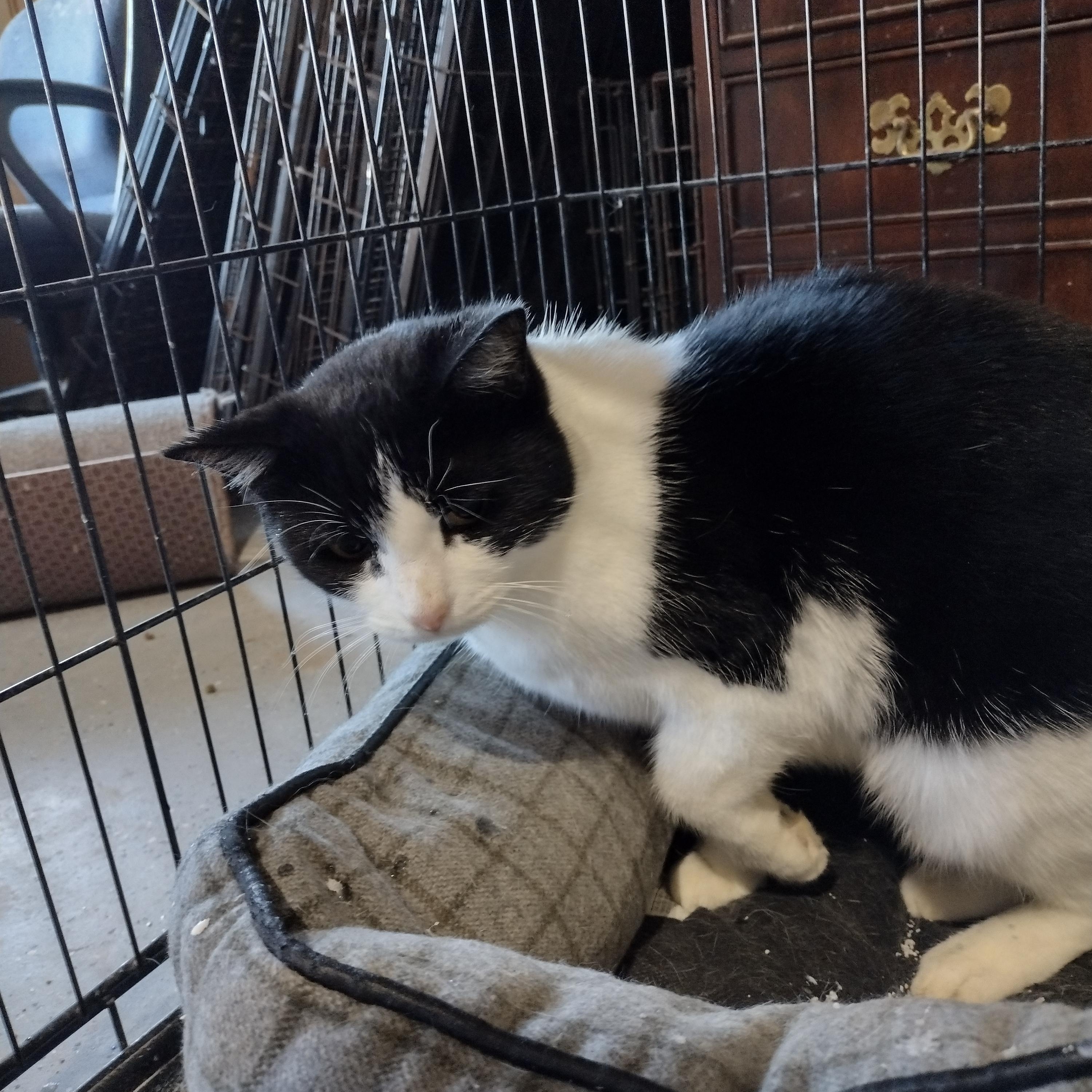 Enlarge Carista, an adopted Domestic Short Hair in Mineola, TX image 2/2