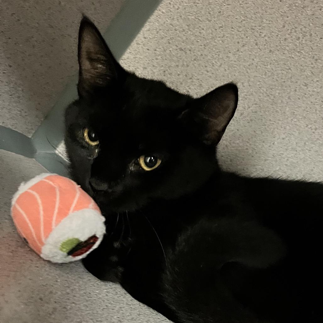 Tangi, Adoptable, Young Female Domestic Short Hair.