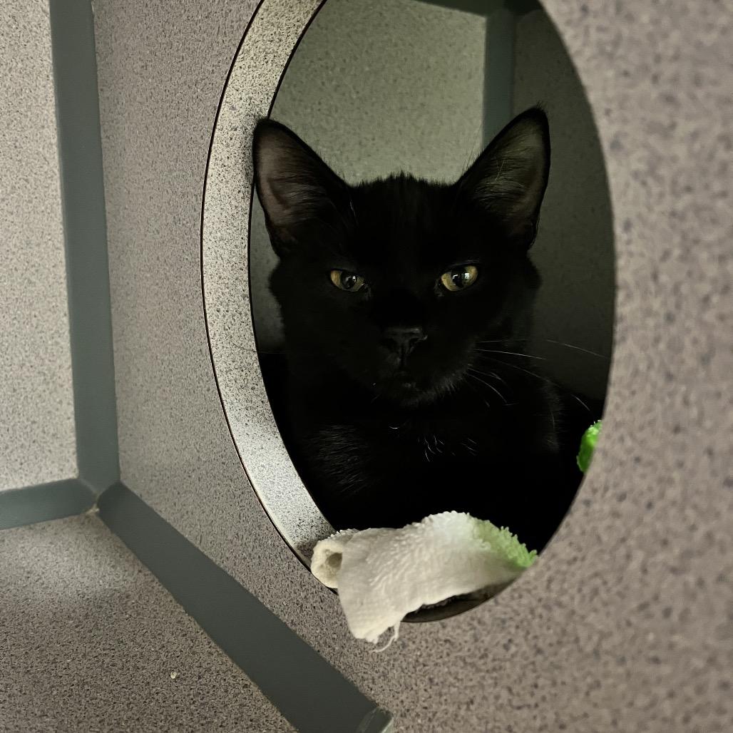 Enlarge Tangi, a Adoptable Domestic Short Hair in Port Charlotte, FL image 4/4