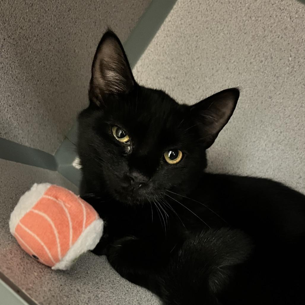 Tangi, a Adoptable Domestic Short Hair in Port Charlotte, FL image 3/4