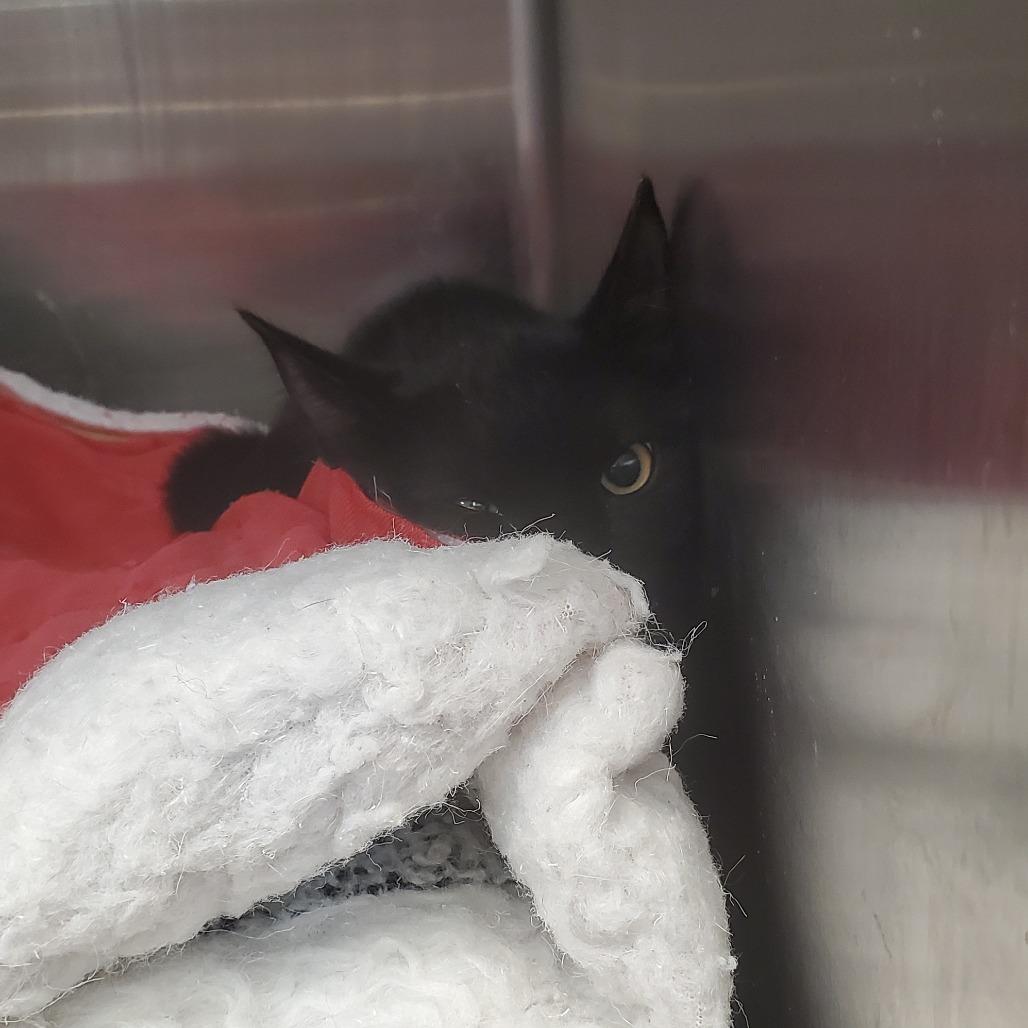 Tangi, a Adoptable Domestic Short Hair in Port Charlotte, FL image 4/4