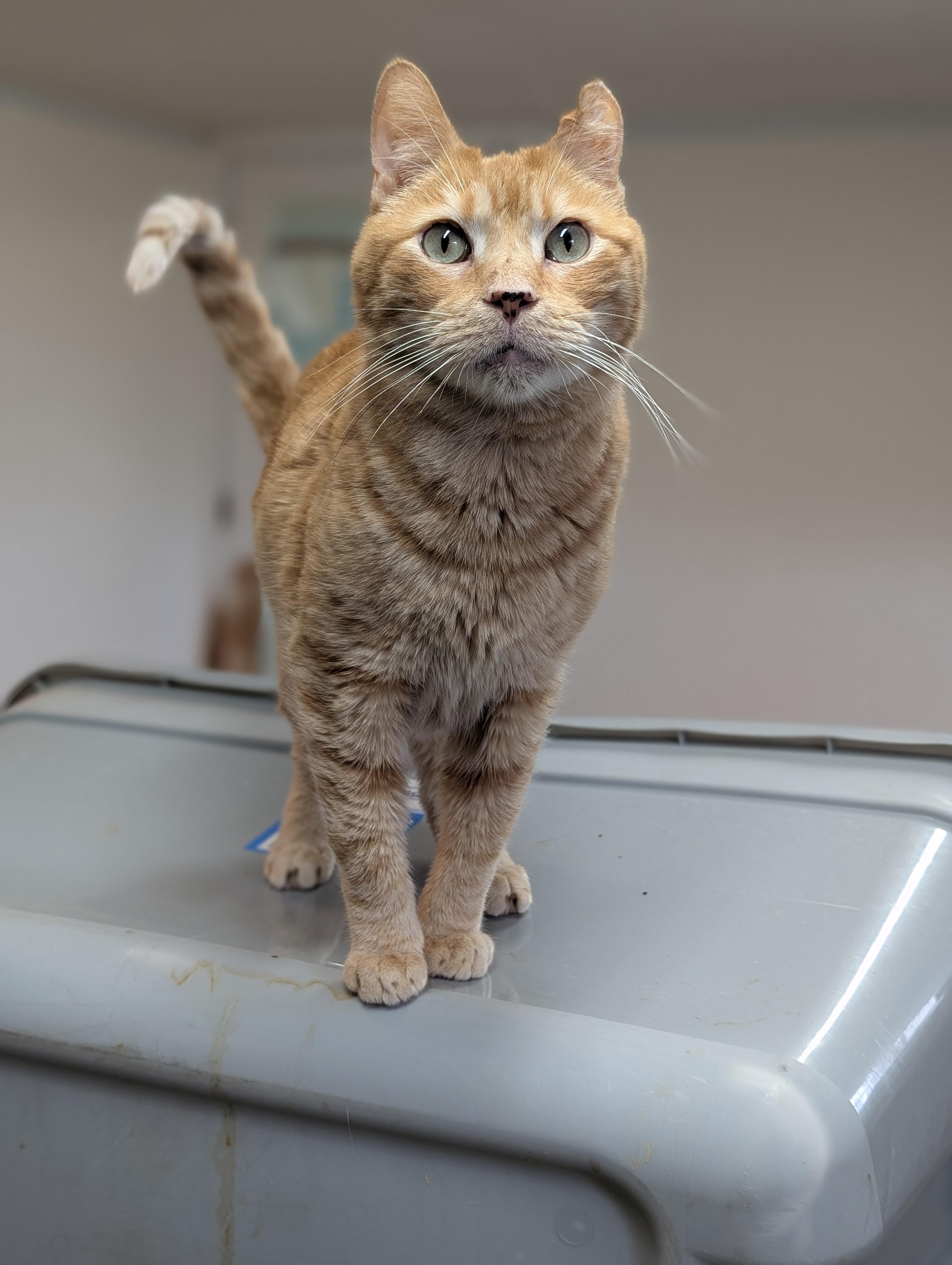 Cottontail, adopted, Senior Male Domestic Short Hair.