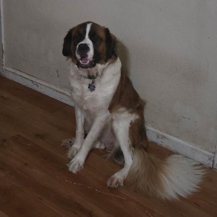 Enlarge Tori, a Adoptable Saint Bernard in Denton, TX image 3/3