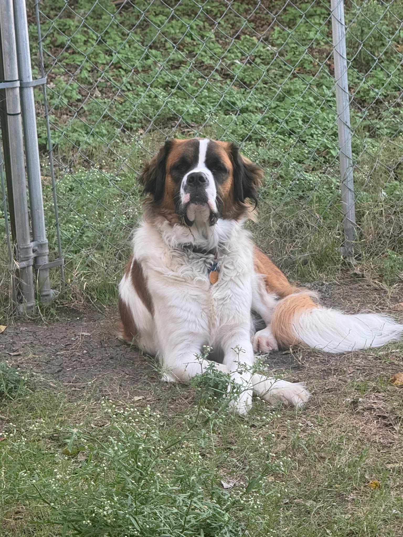 Tori, Adoptable, Adult Female Saint Bernard.