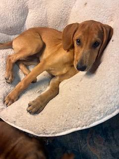 Enlarge Lisa, a Adoptable mixed breed in Warrington, PA image 2/6
