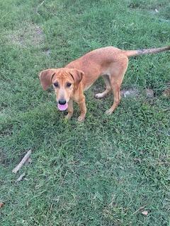 Enlarge Lisa, a Adoptable mixed breed in Warrington, PA image 5/6