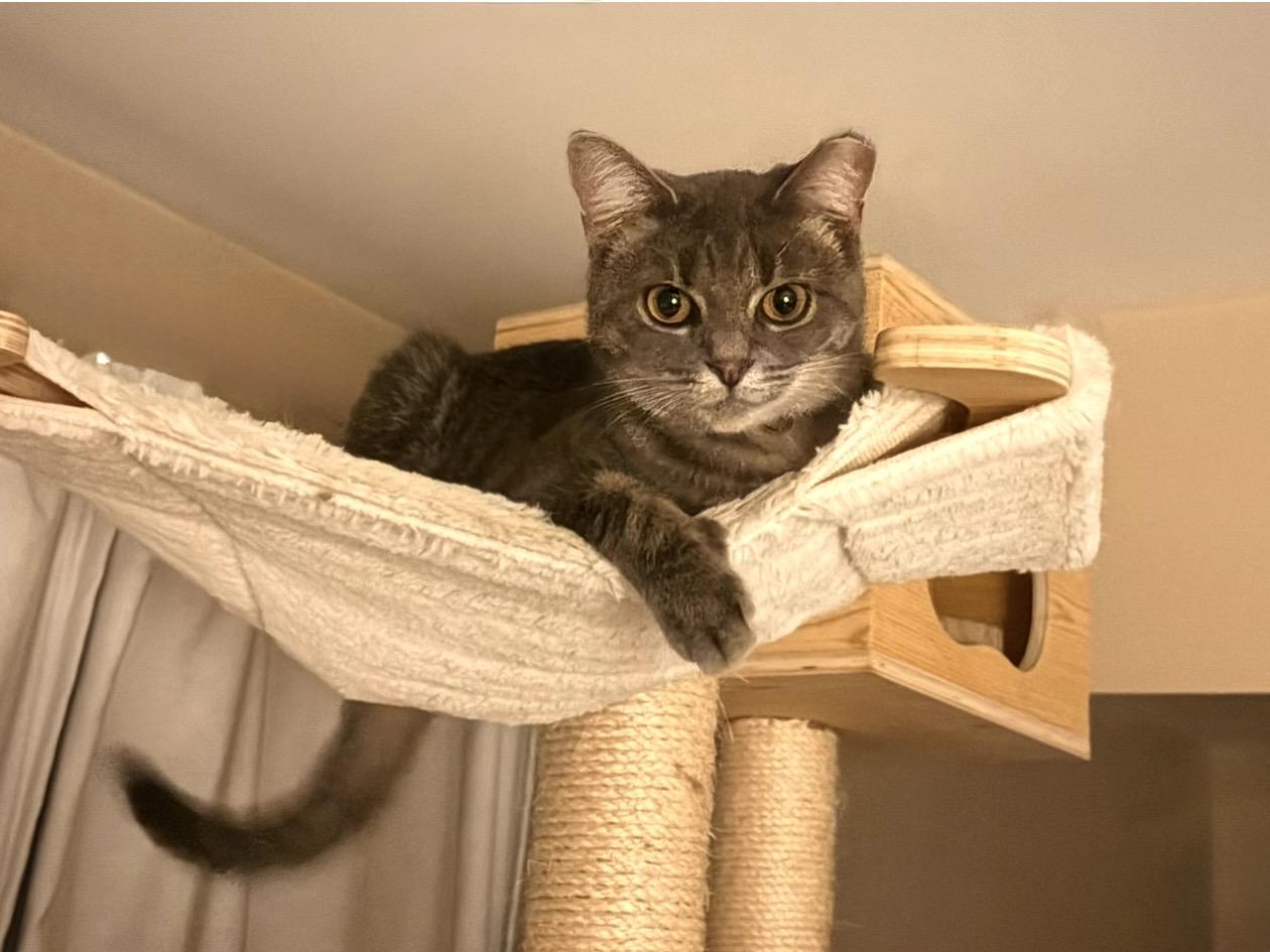 Enlarge Charlee, a Adoptable Domestic Short Hair in Troy, MI image 3/4