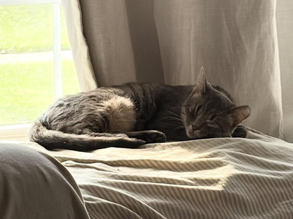 Enlarge Charlee, a Adoptable Domestic Short Hair in Troy, MI image 4/4