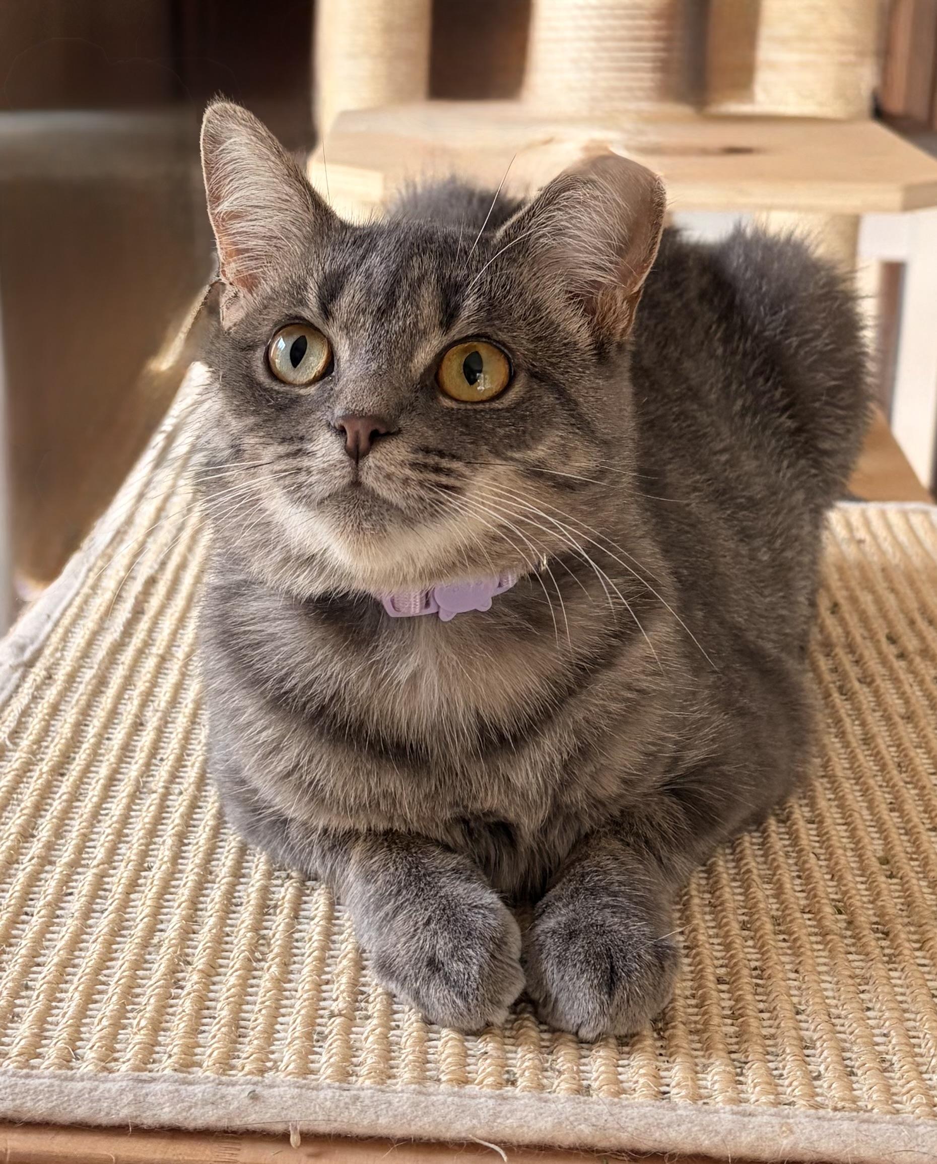 Enlarge Charlee, a Adoptable Domestic Short Hair in Troy, MI image 1/4