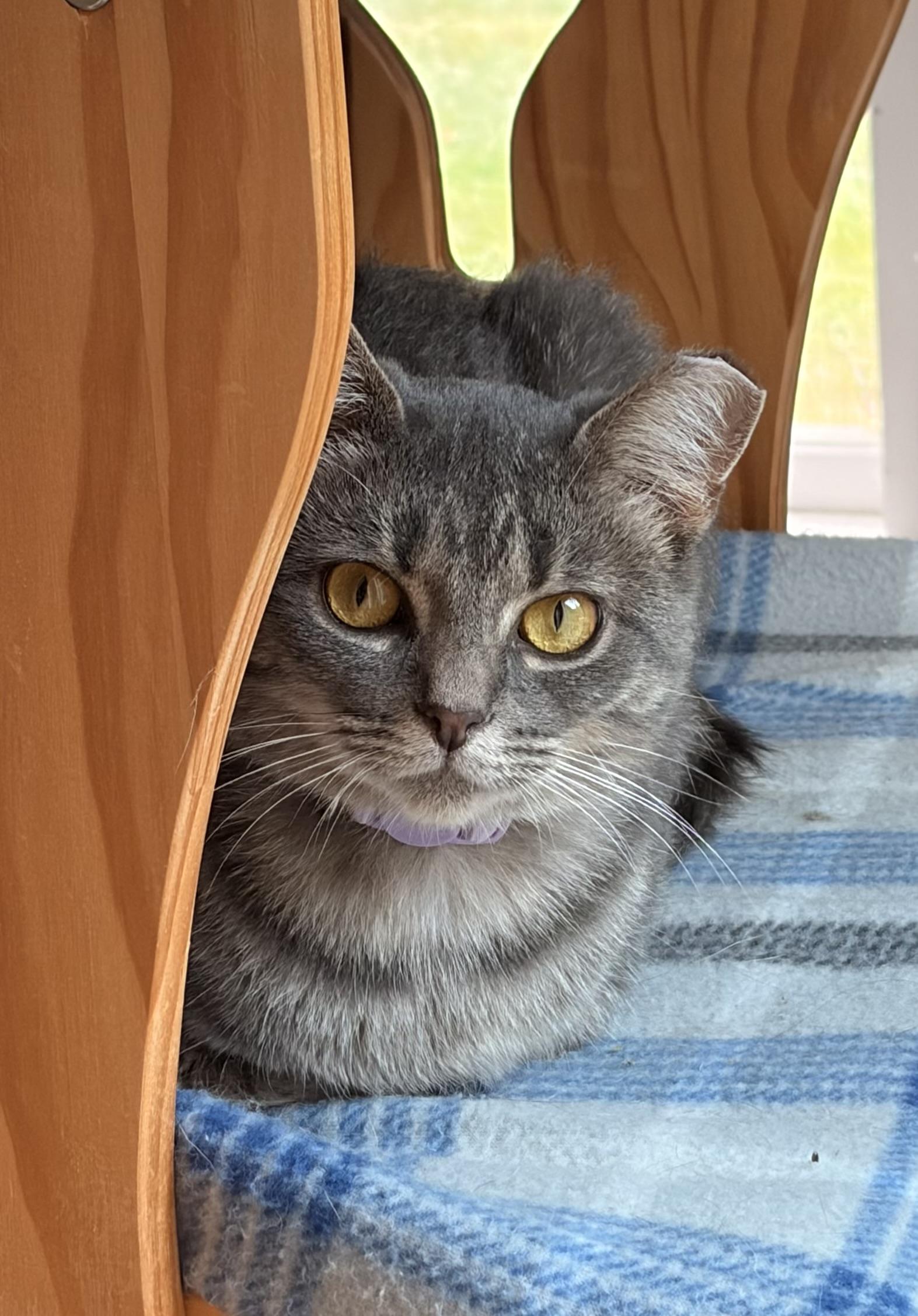 Enlarge Charlee, a Adoptable Domestic Short Hair in Troy, MI image 2/4
