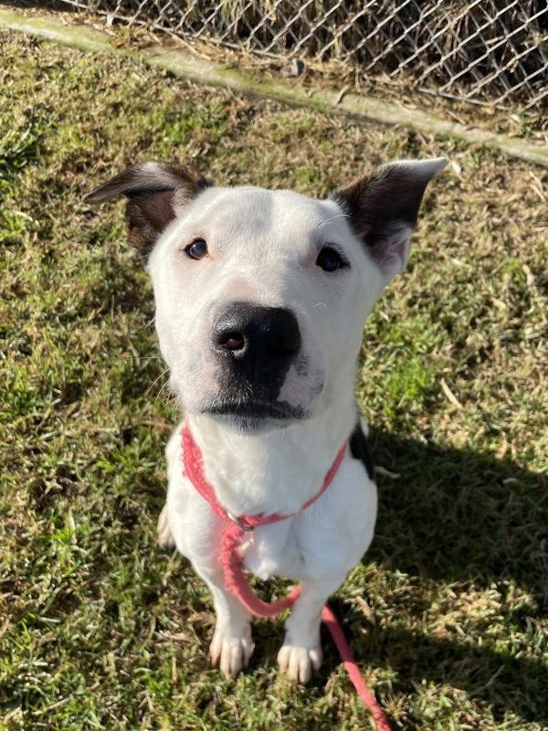 Enlarge Gabe, a Adoptable mixed breed in Kennewick, WA image 1/1