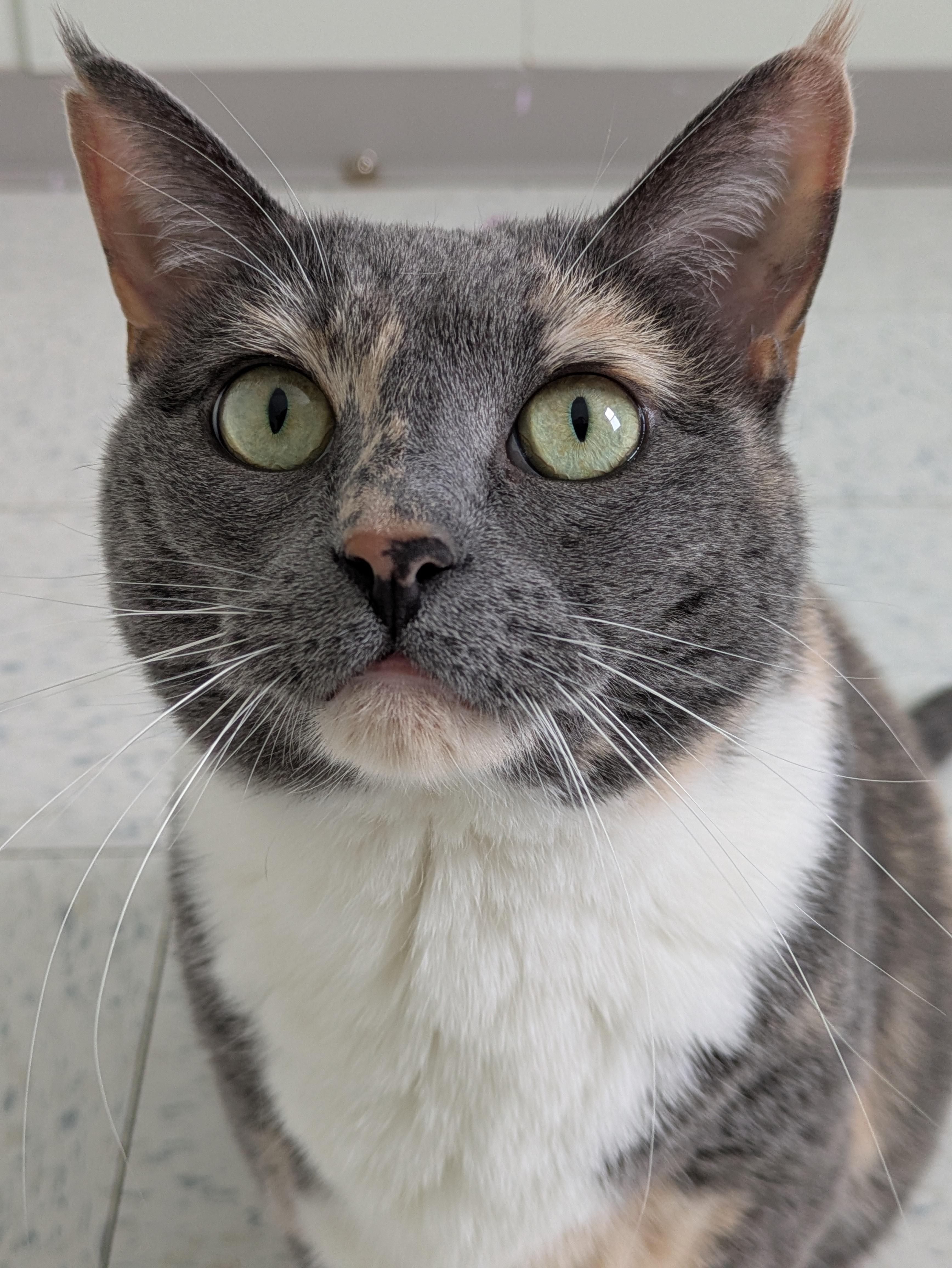 Navi, an adopted mixed breed in Bonnyville, AB image 2/2