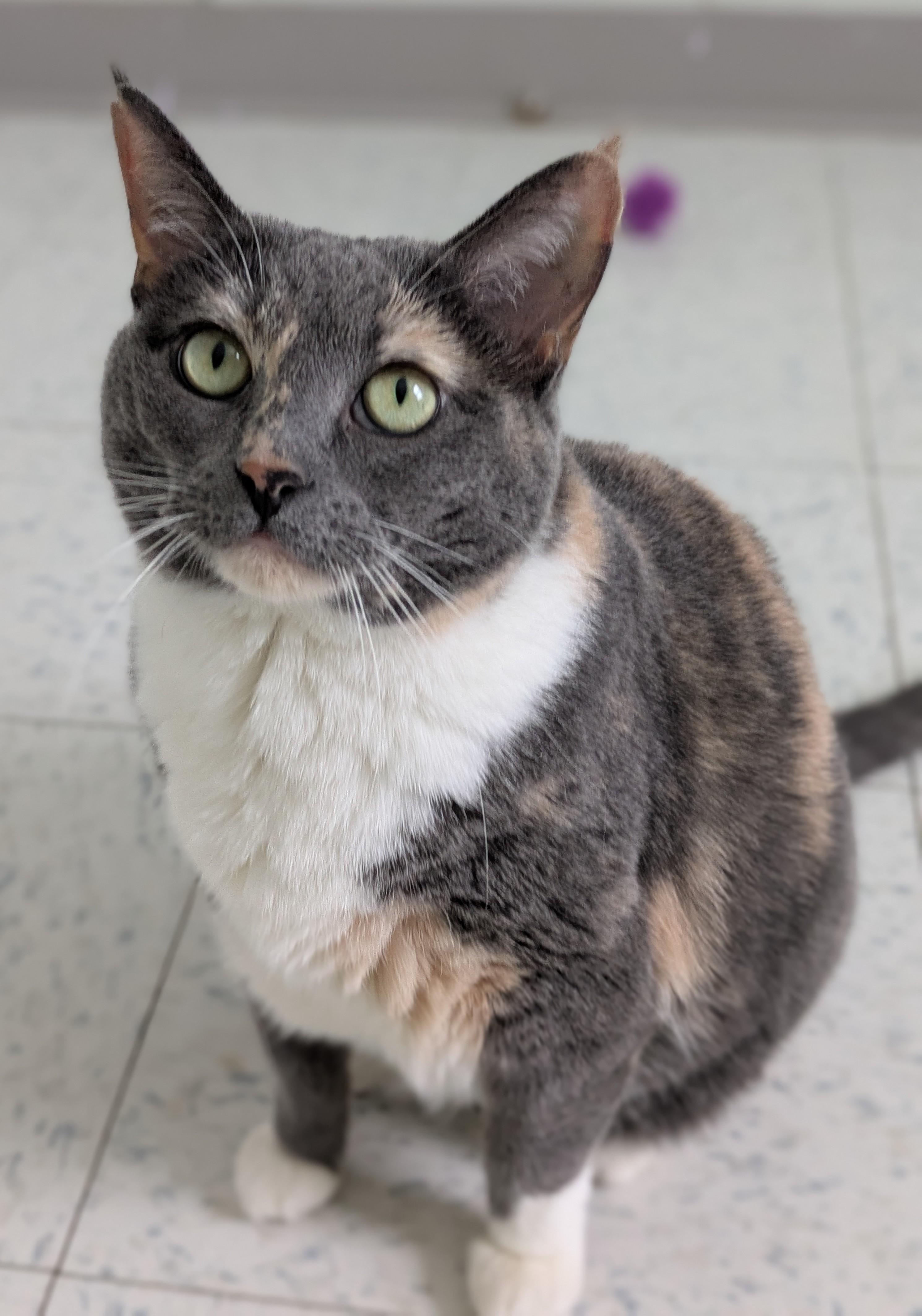 Navi, an adopted mixed breed in Bonnyville, AB image 1/2