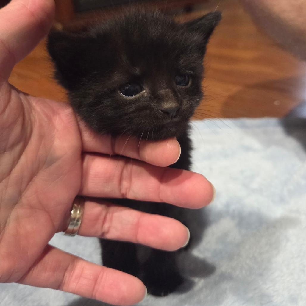 River, Adoptable, Kitten Male Domestic Short Hair.