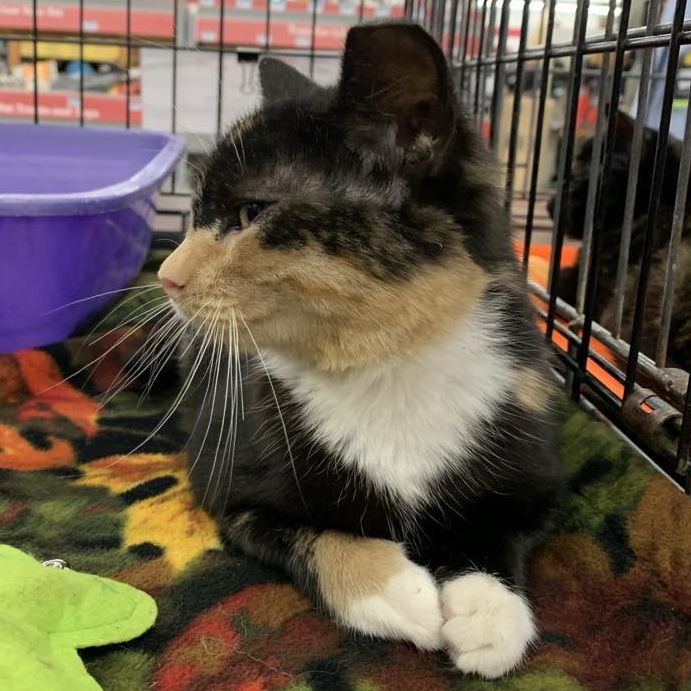 Enlarge Gloria, a Adoptable Calico in Hawley, PA image 4/5