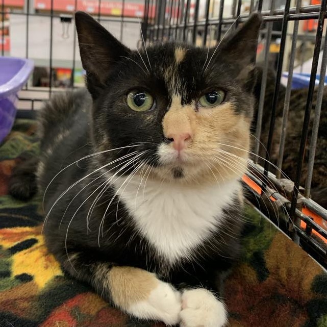 Enlarge Gloria, a Adoptable Calico in Hawley, PA image 1/5