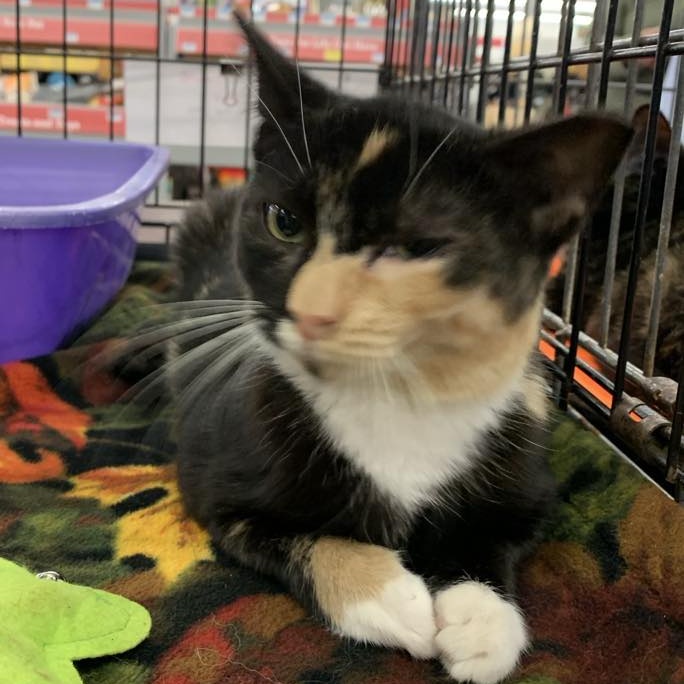 Enlarge Gloria, a Adoptable Calico in Hawley, PA image 5/5