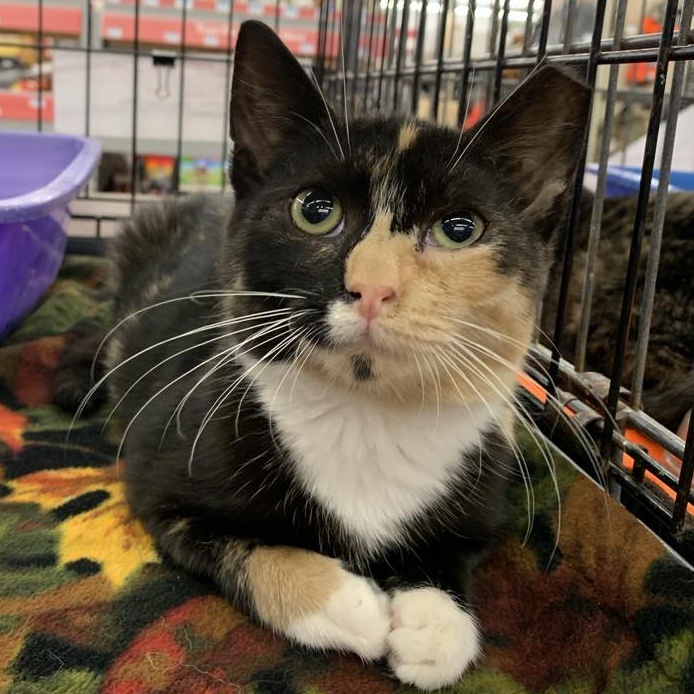Enlarge Gloria, a Adoptable Calico in Hawley, PA image 3/5