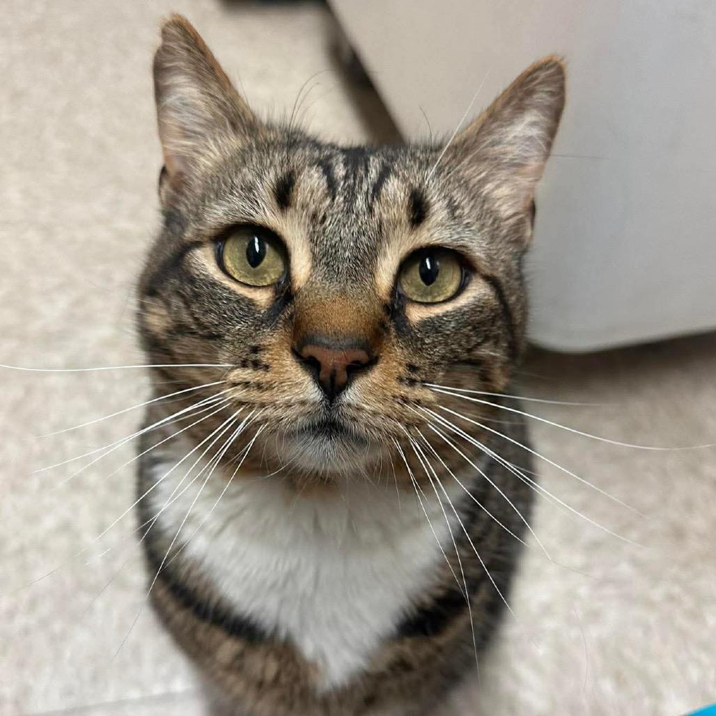 Enlarge Mica, a Adoptable Domestic Short Hair in Brevard, NC image 1/1