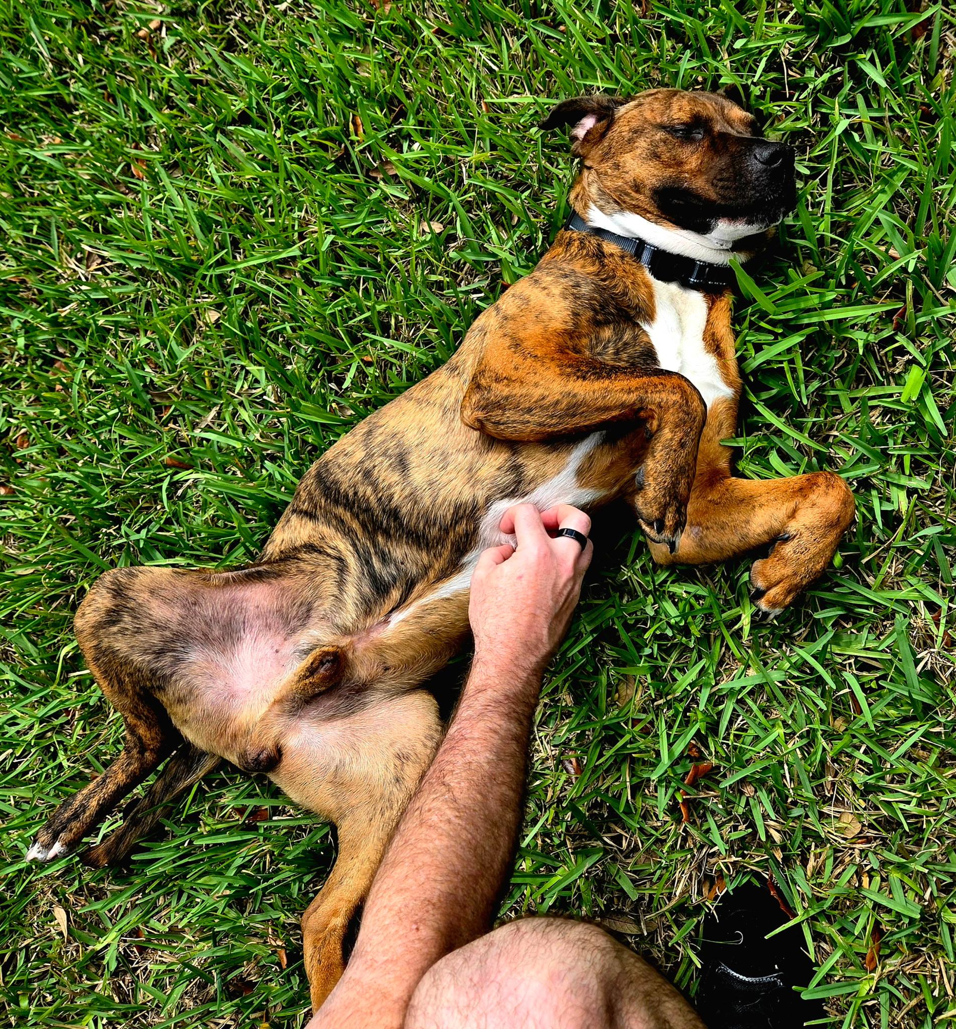 Enlarge Mateo, a Adoptable mixed breed in tampa, FL image 6/6