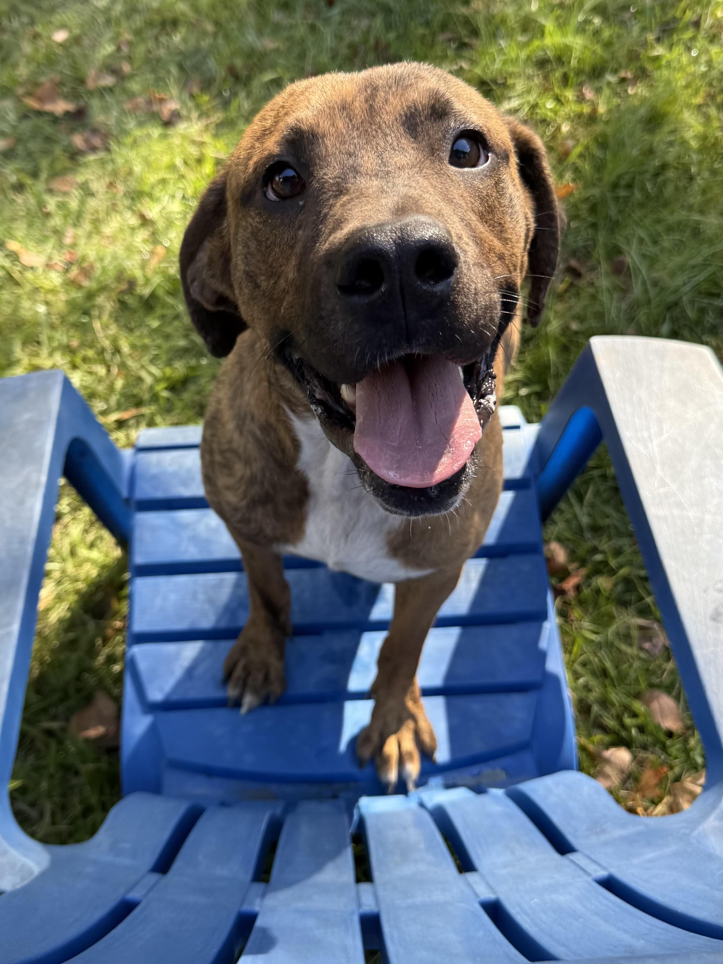 Enlarge Mateo, a Adoptable mixed breed in tampa, FL image 1/6