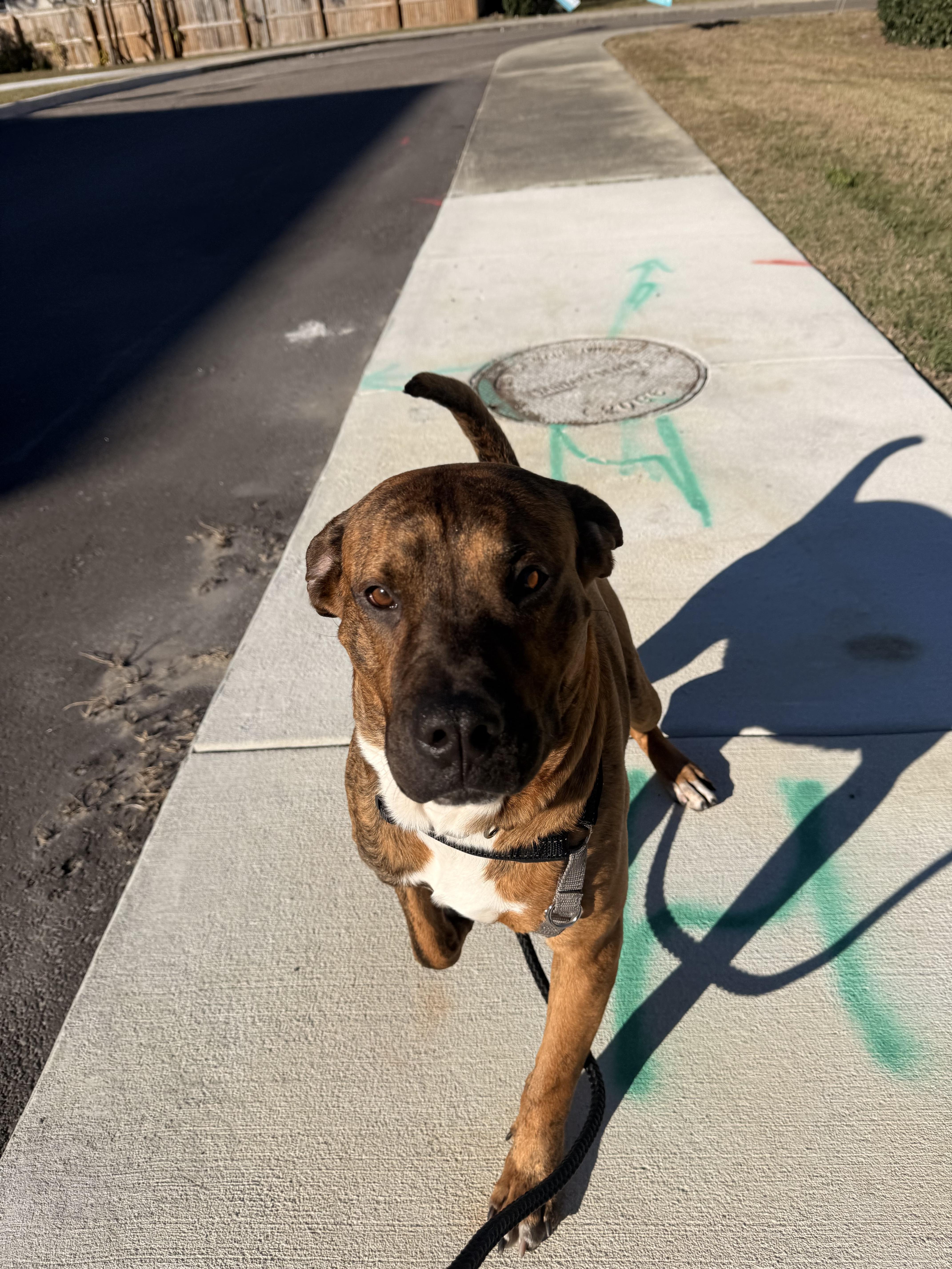 Enlarge Mateo, a Adoptable mixed breed in tampa, FL image 5/6