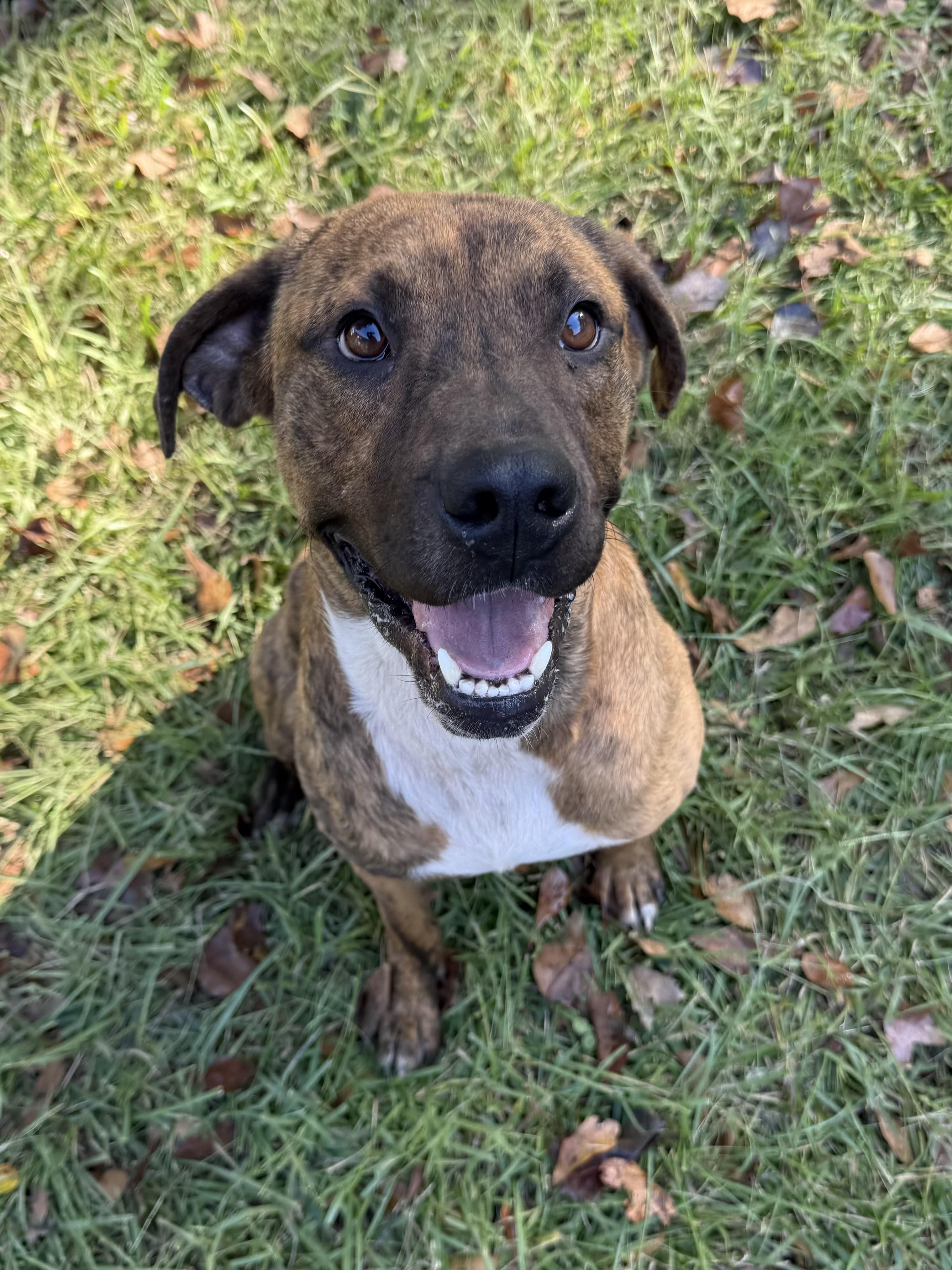 Enlarge Mateo, a Adoptable mixed breed in tampa, FL image 4/6